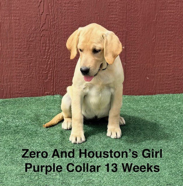 AKC Light Fox Red And Yellow Female Labrador Pupps image 6