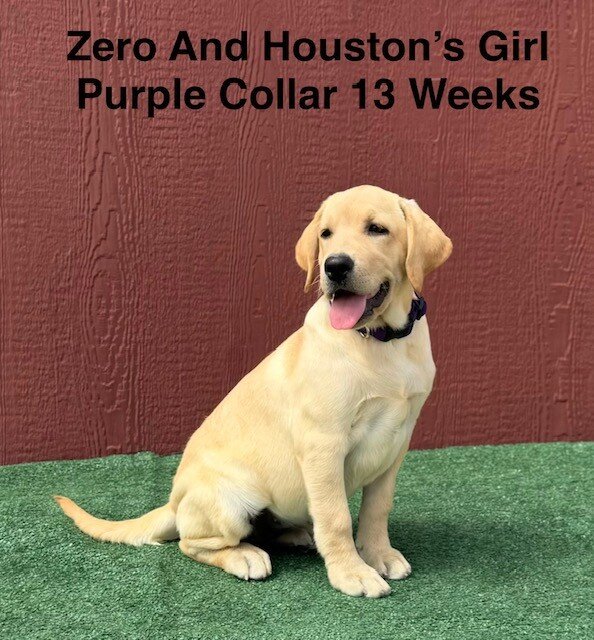 AKC Light Fox Red And Yellow Female Labrador Pupps image 2