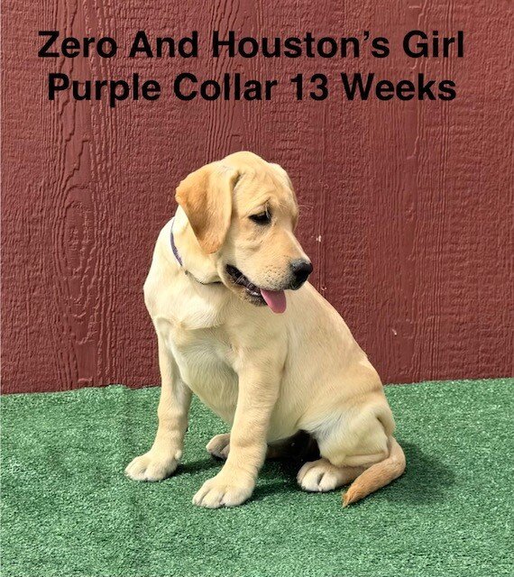 AKC Light Fox Red And Yellow Female Labrador Pupps image 7
