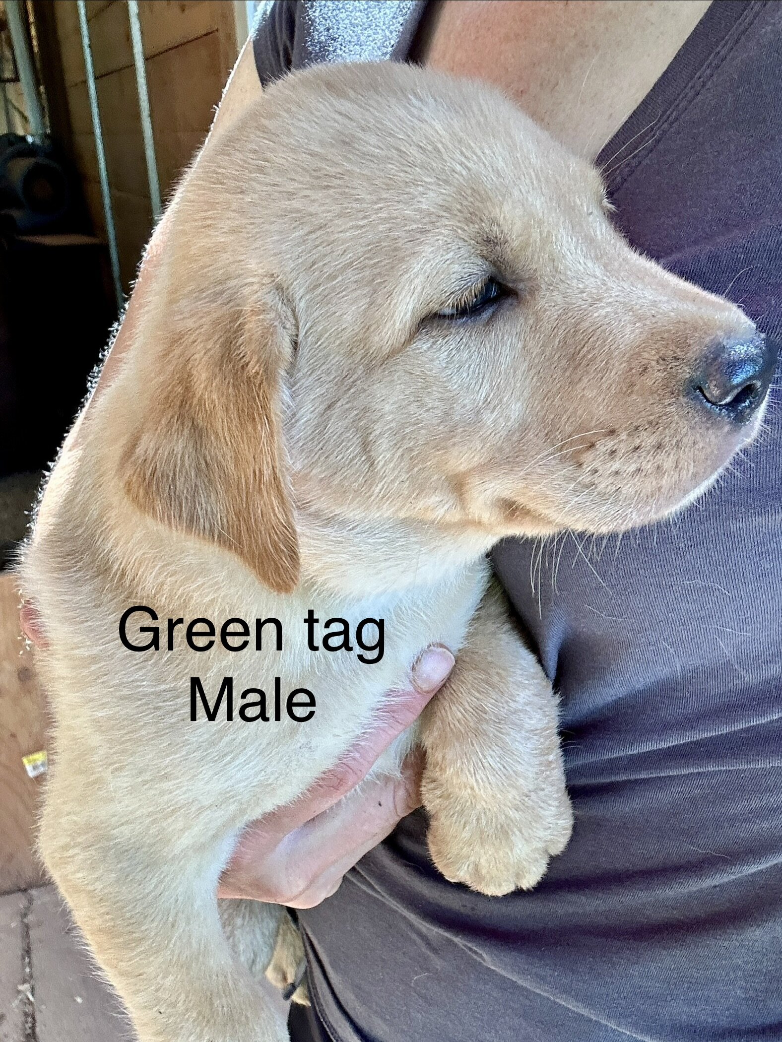 Labrador (American/English) registerable 11 wks image 4