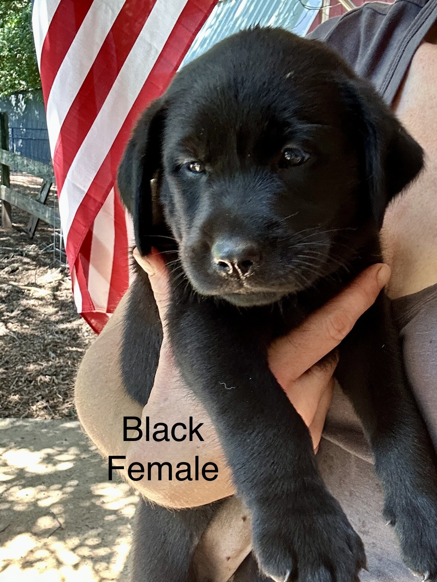 Labrador (American/English) registerable 11 wks image 1