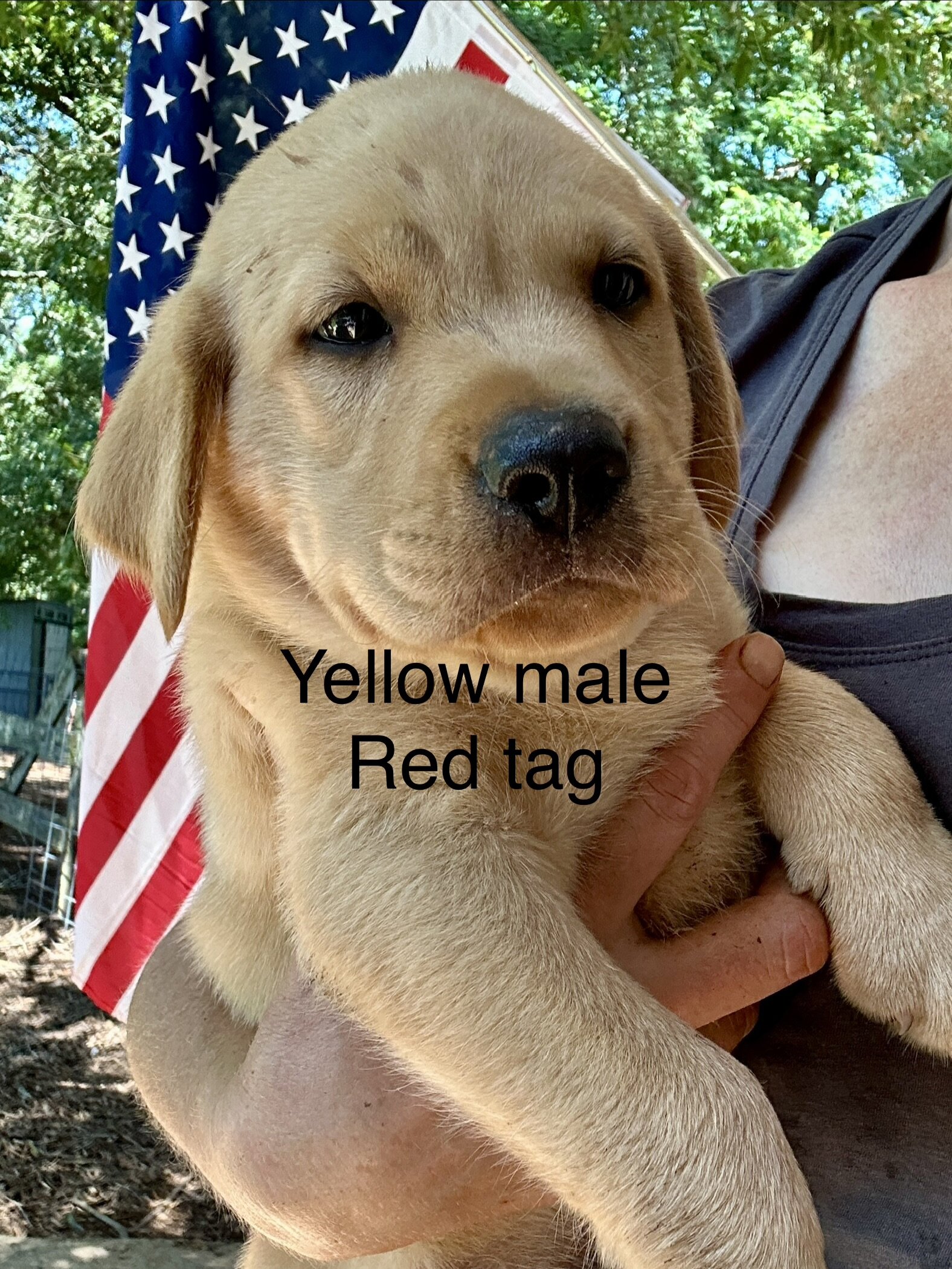 Labrador (American/English) registerable 11 wks image 2