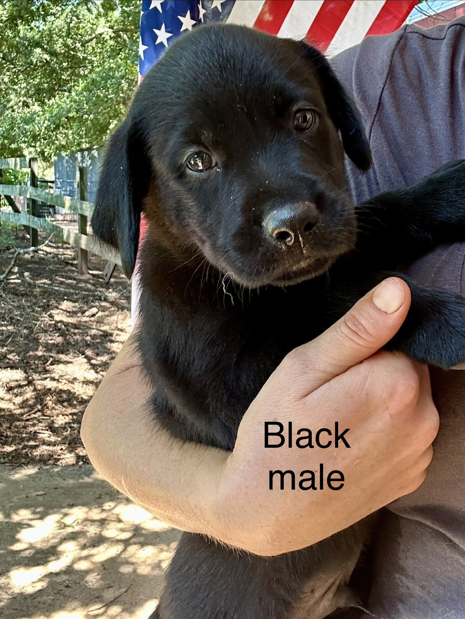 Labrador (American/English) registerable 11 wks image 3