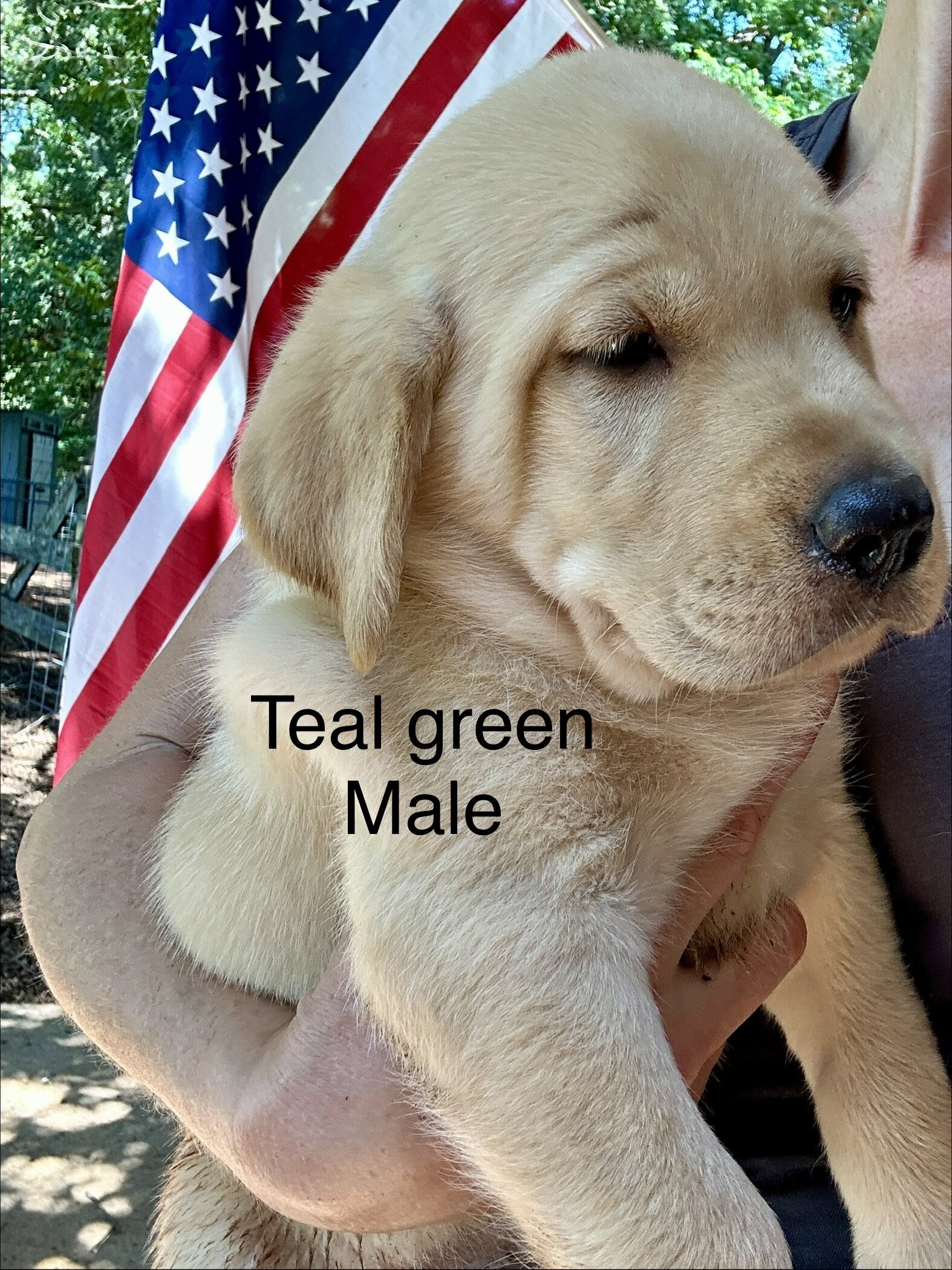 Labrador (American/English) registerable 11 wks image 5