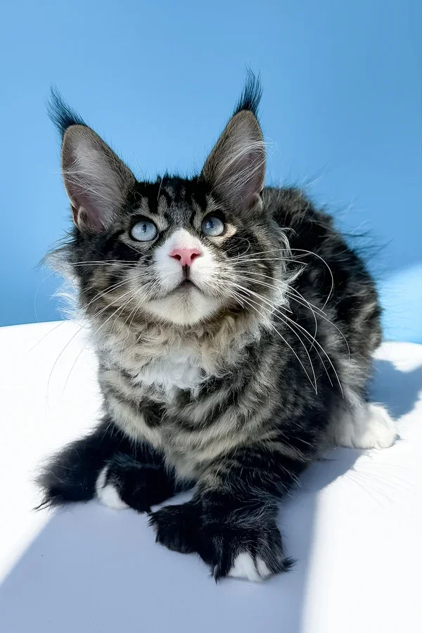 Maine coon kittens image 2