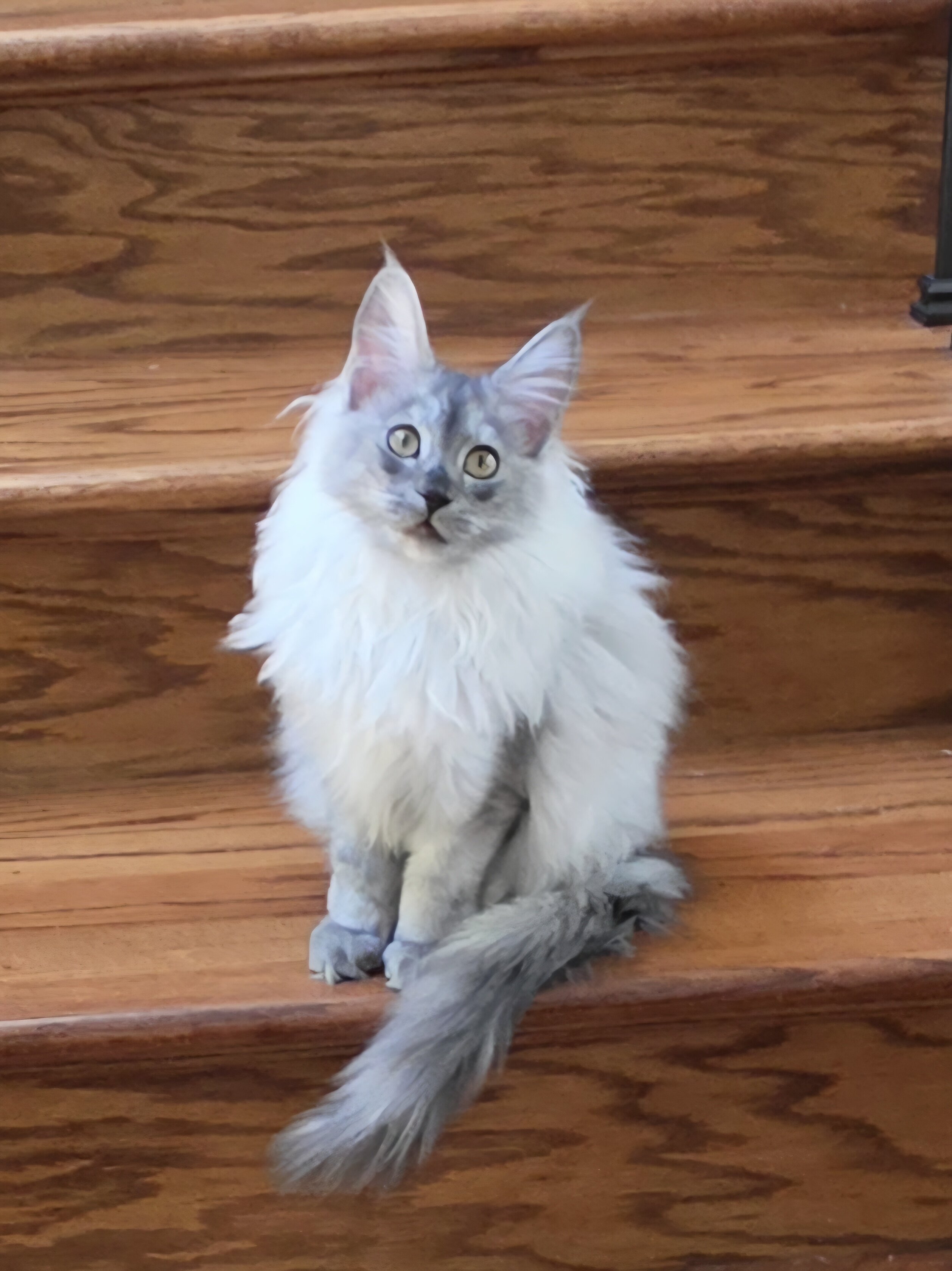 Maine Coon female image 3