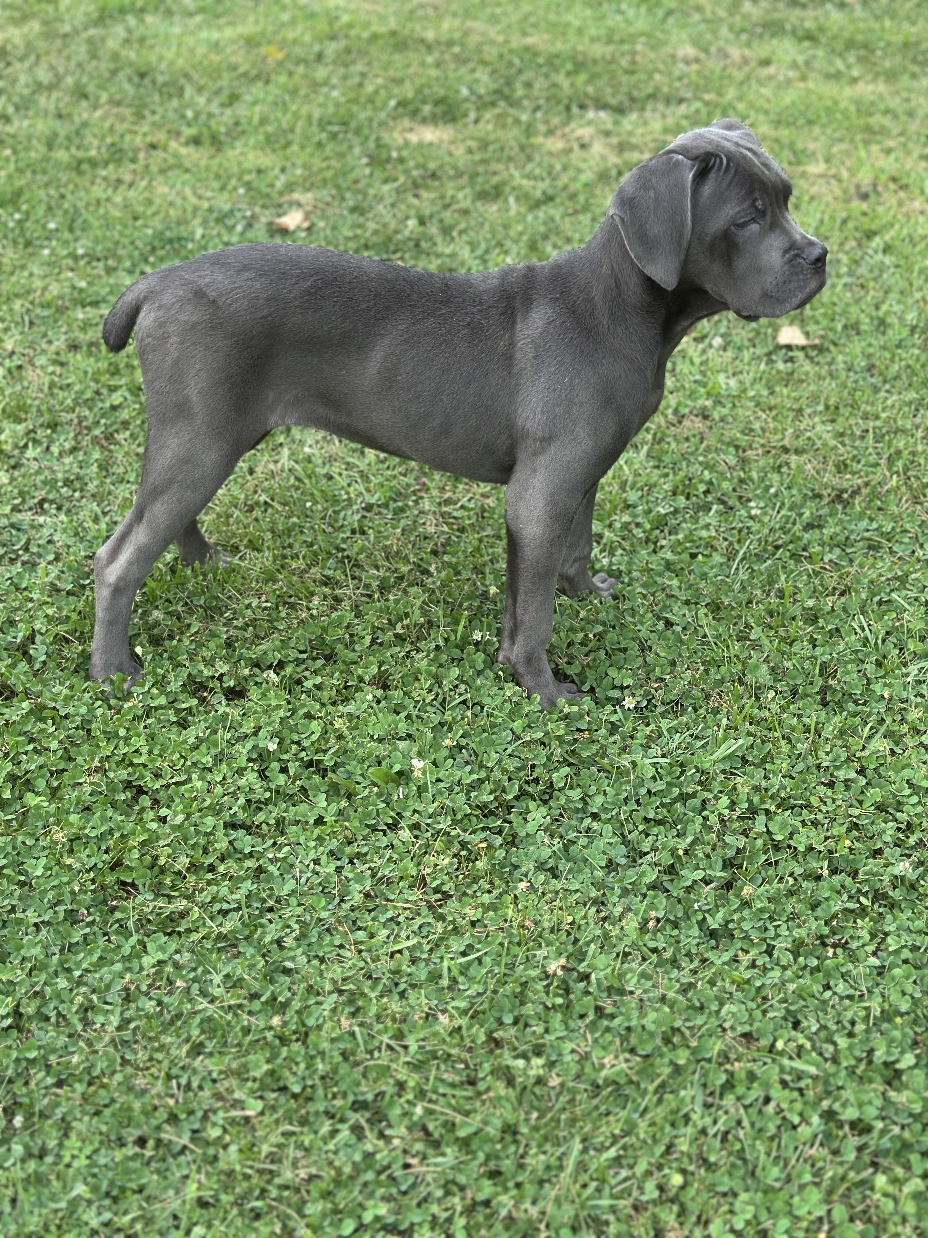 Stunning 🤩 ICCF Cane Corso image 1