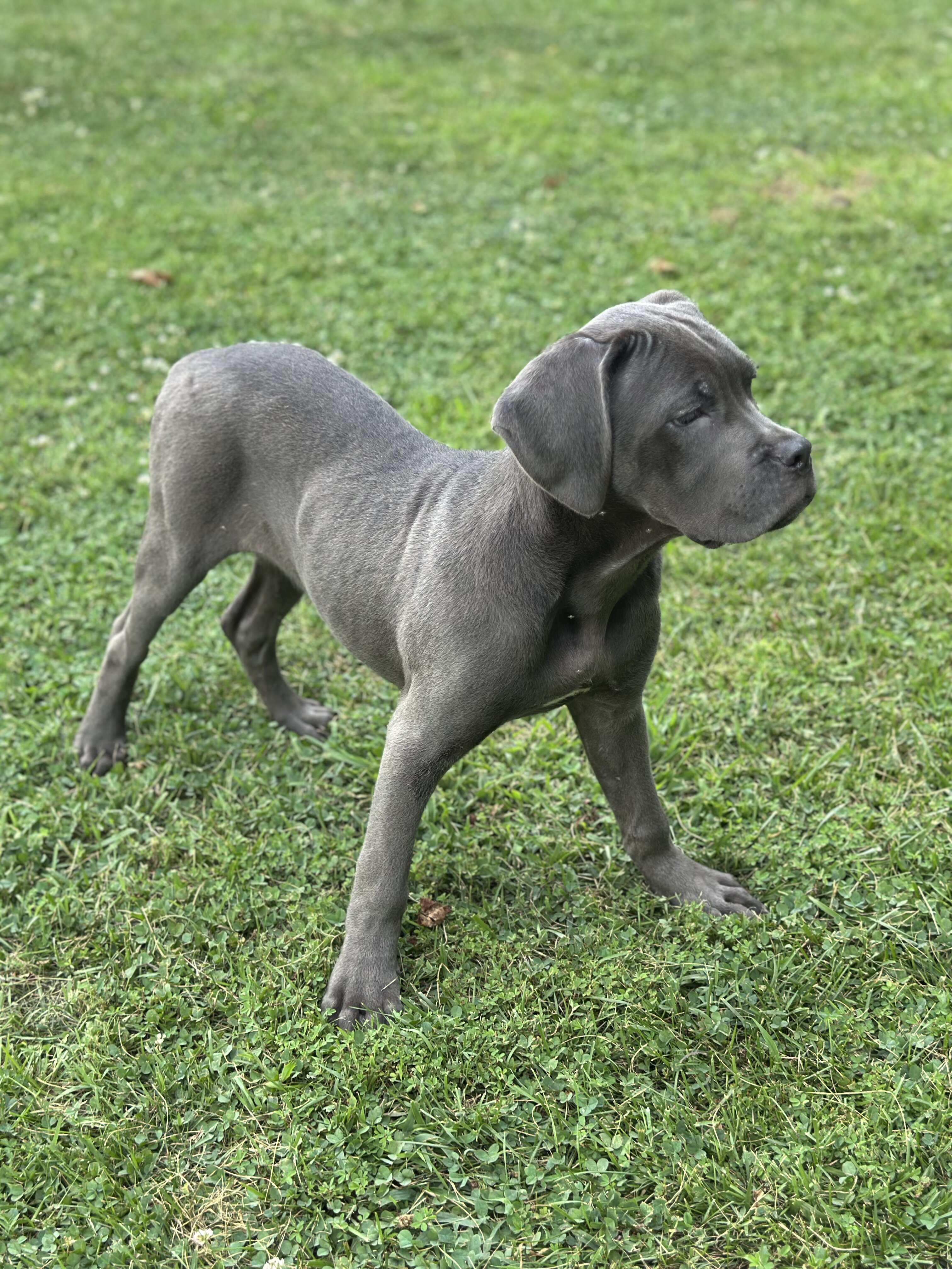Stunning 🤩 ICCF Cane Corso image 2