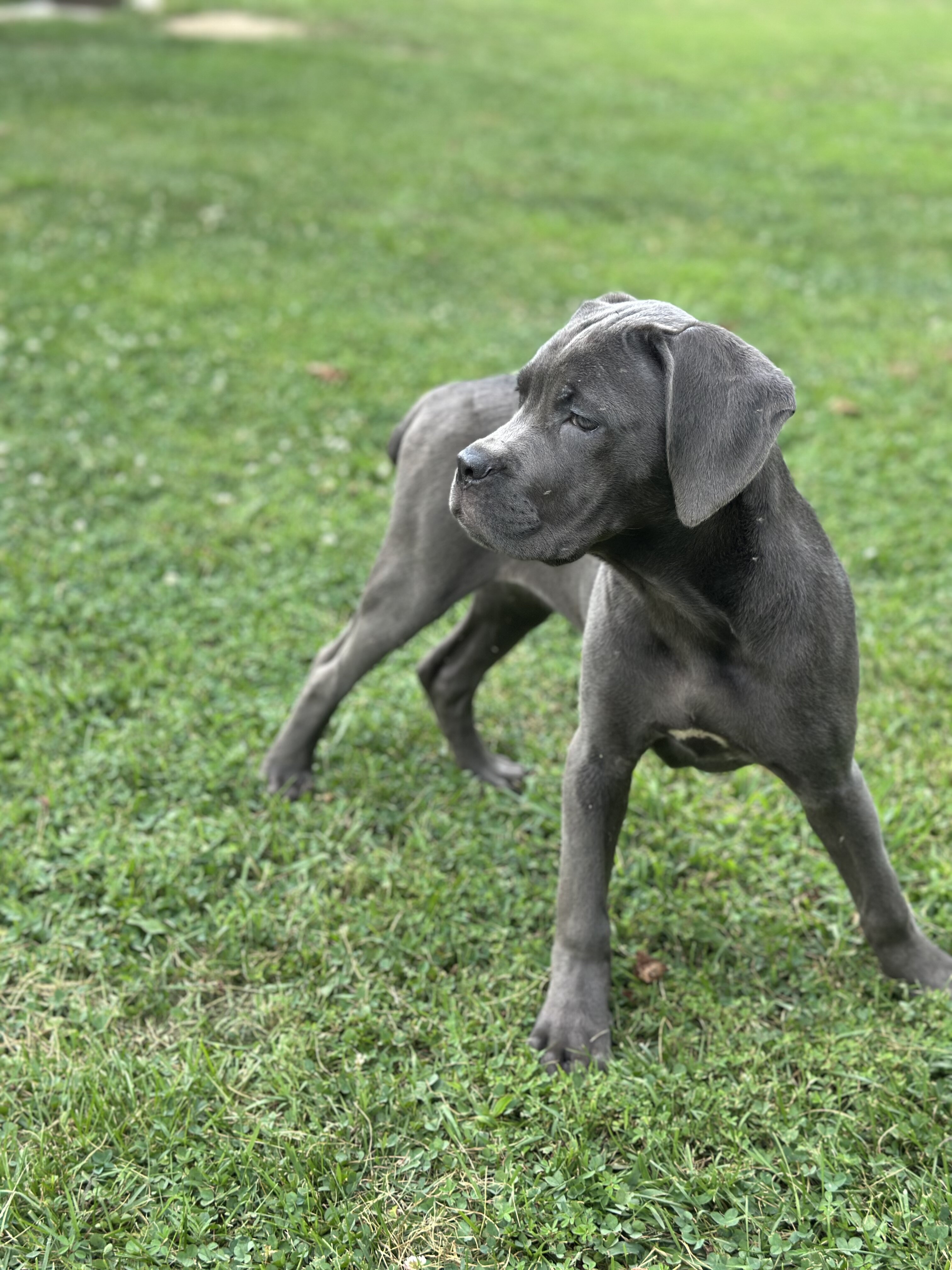 Stunning 🤩 ICCF Cane Corso image 3