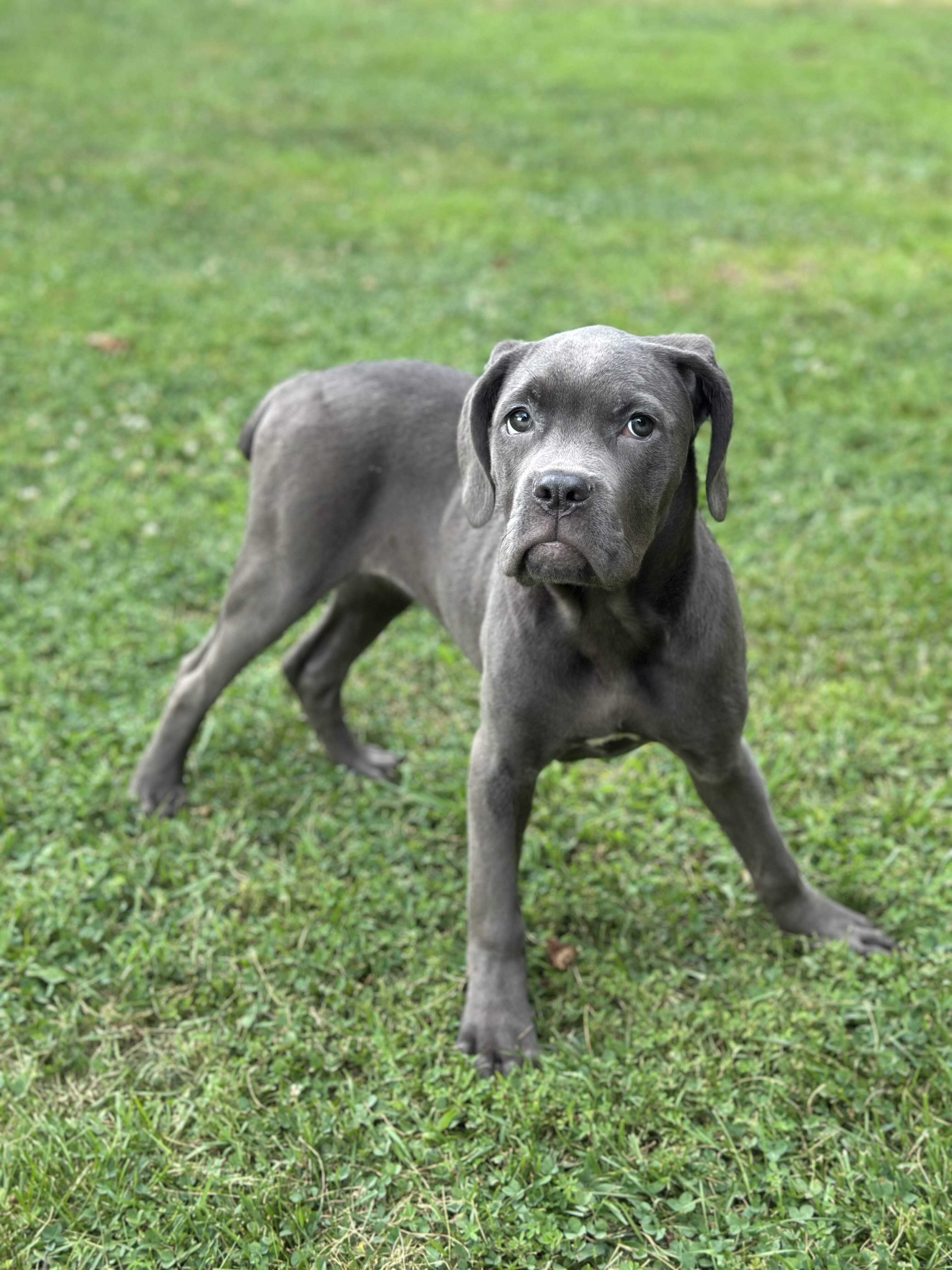 Stunning 🤩 ICCF Cane Corso image 4