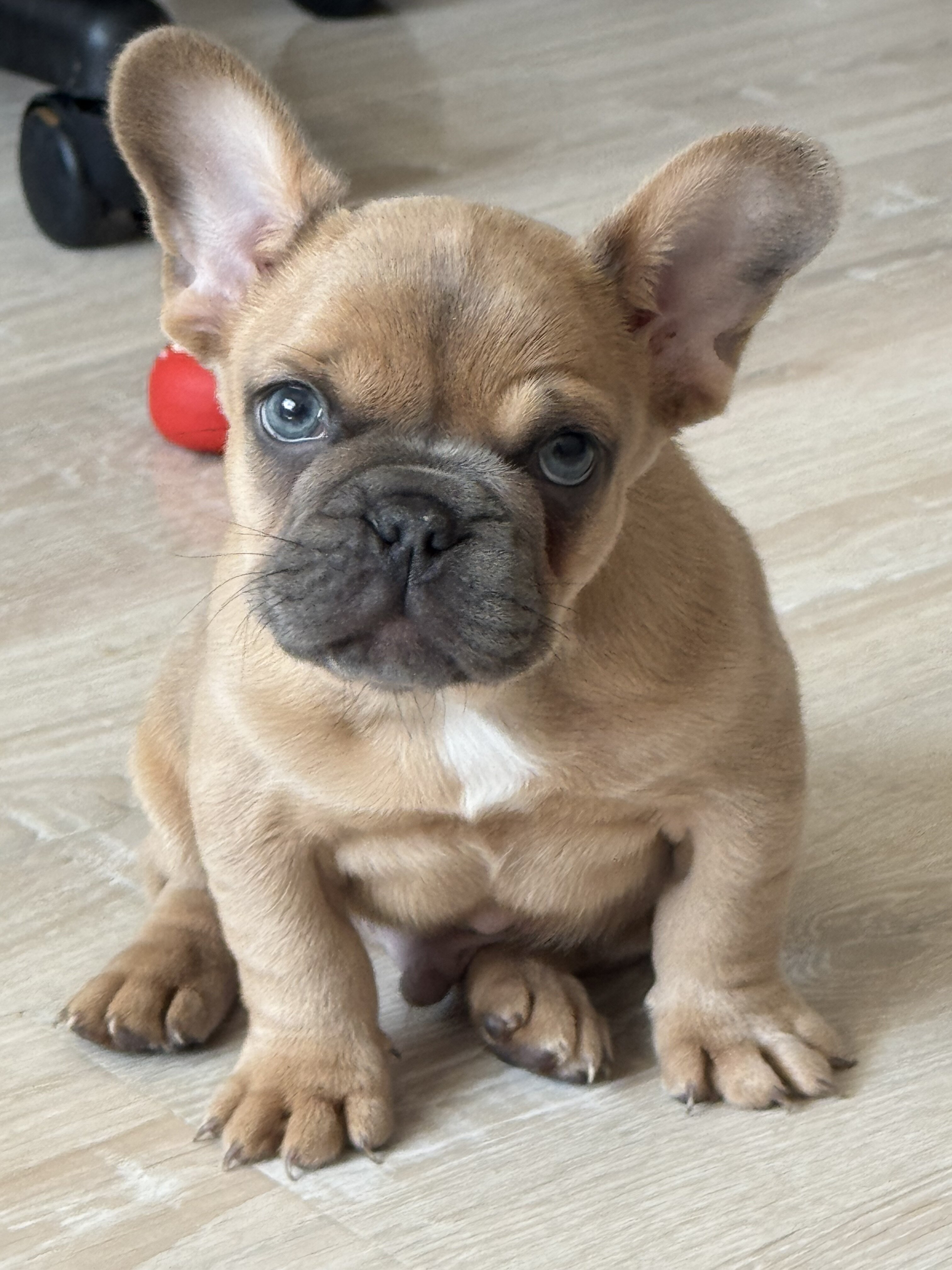 French bulldog puppies image 3