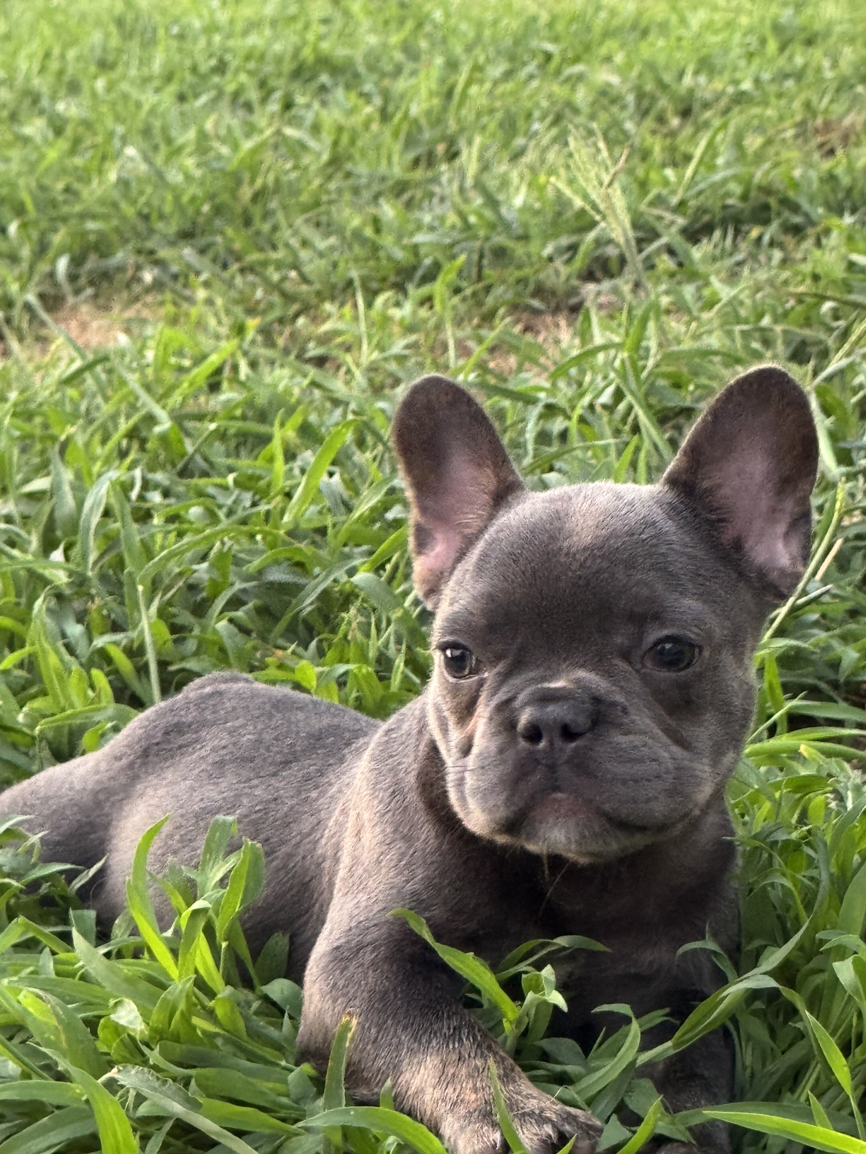 French bulldog puppies image 2