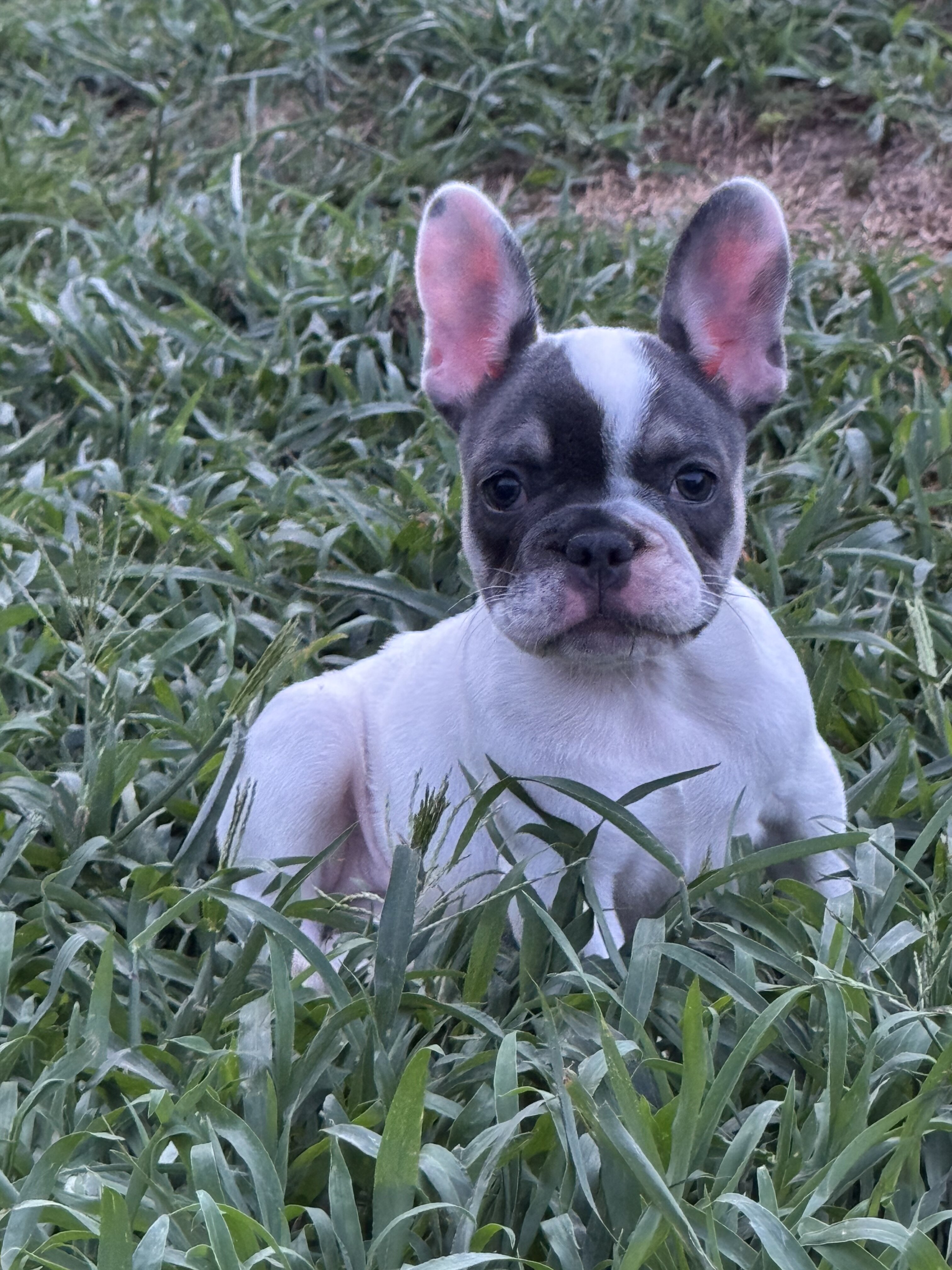 French bulldog puppies image 1