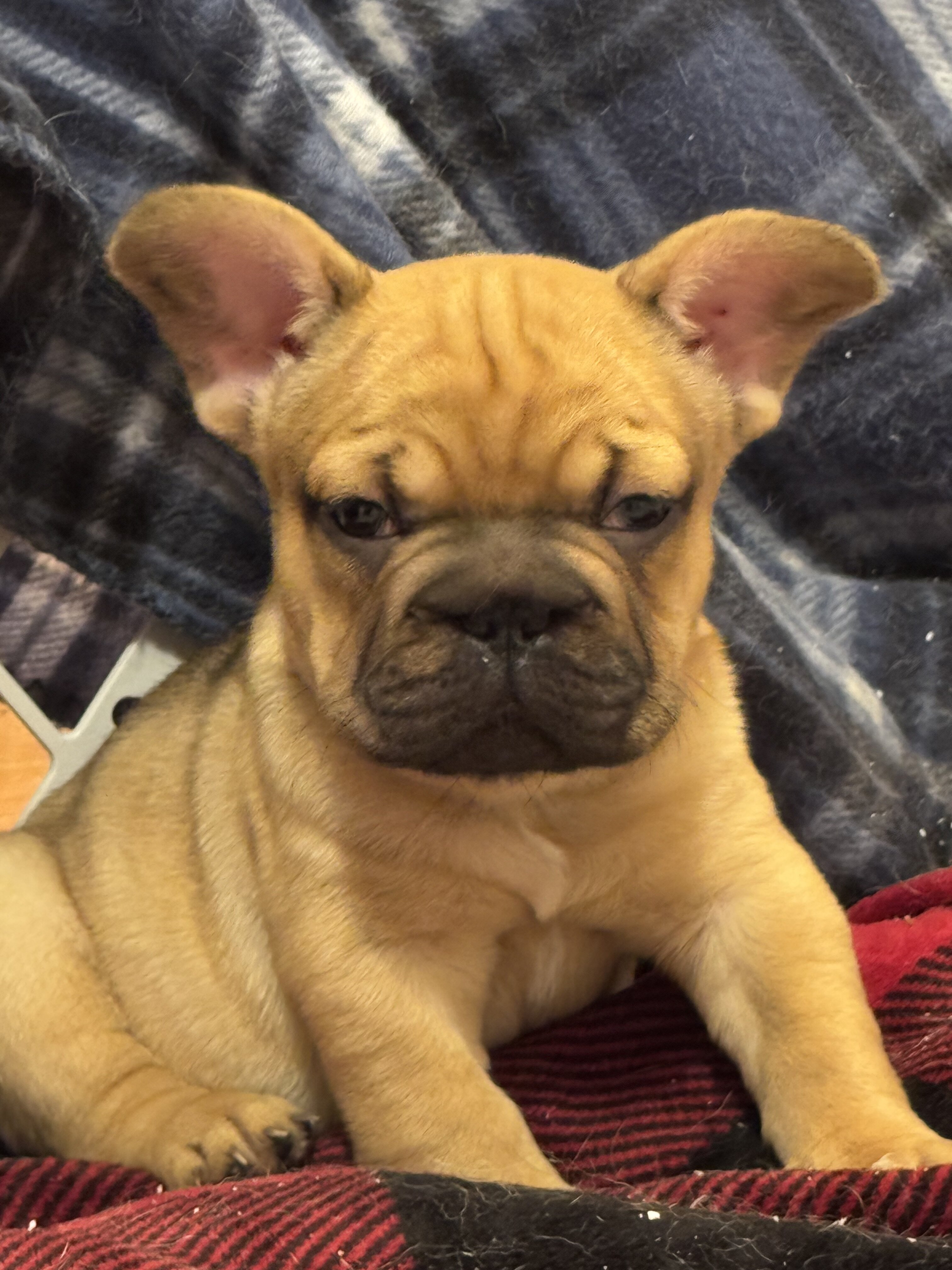 French bulldog puppies image 4