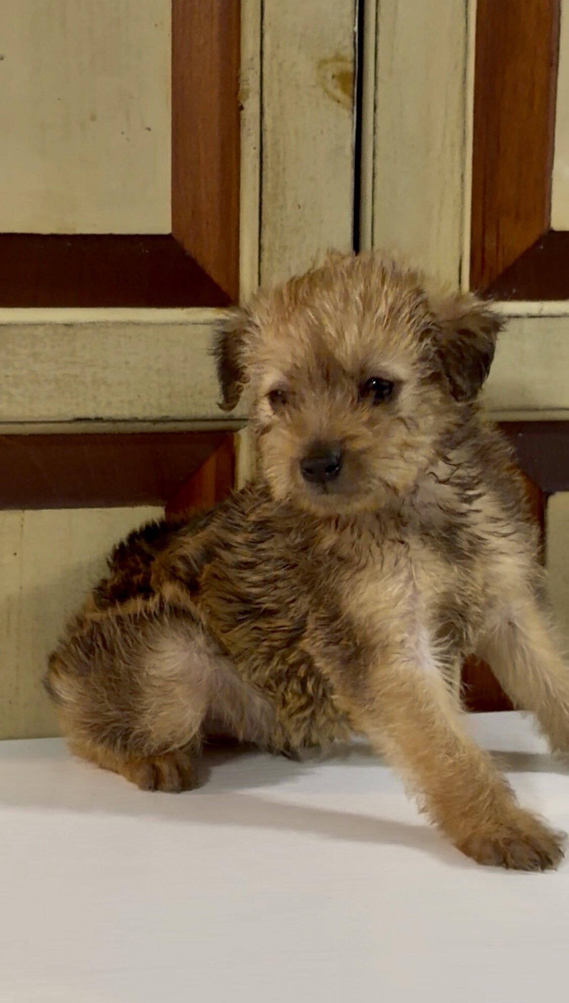 Meet Mr. Charles Pinny Poos - Toy Poodle x Min Pin image 1