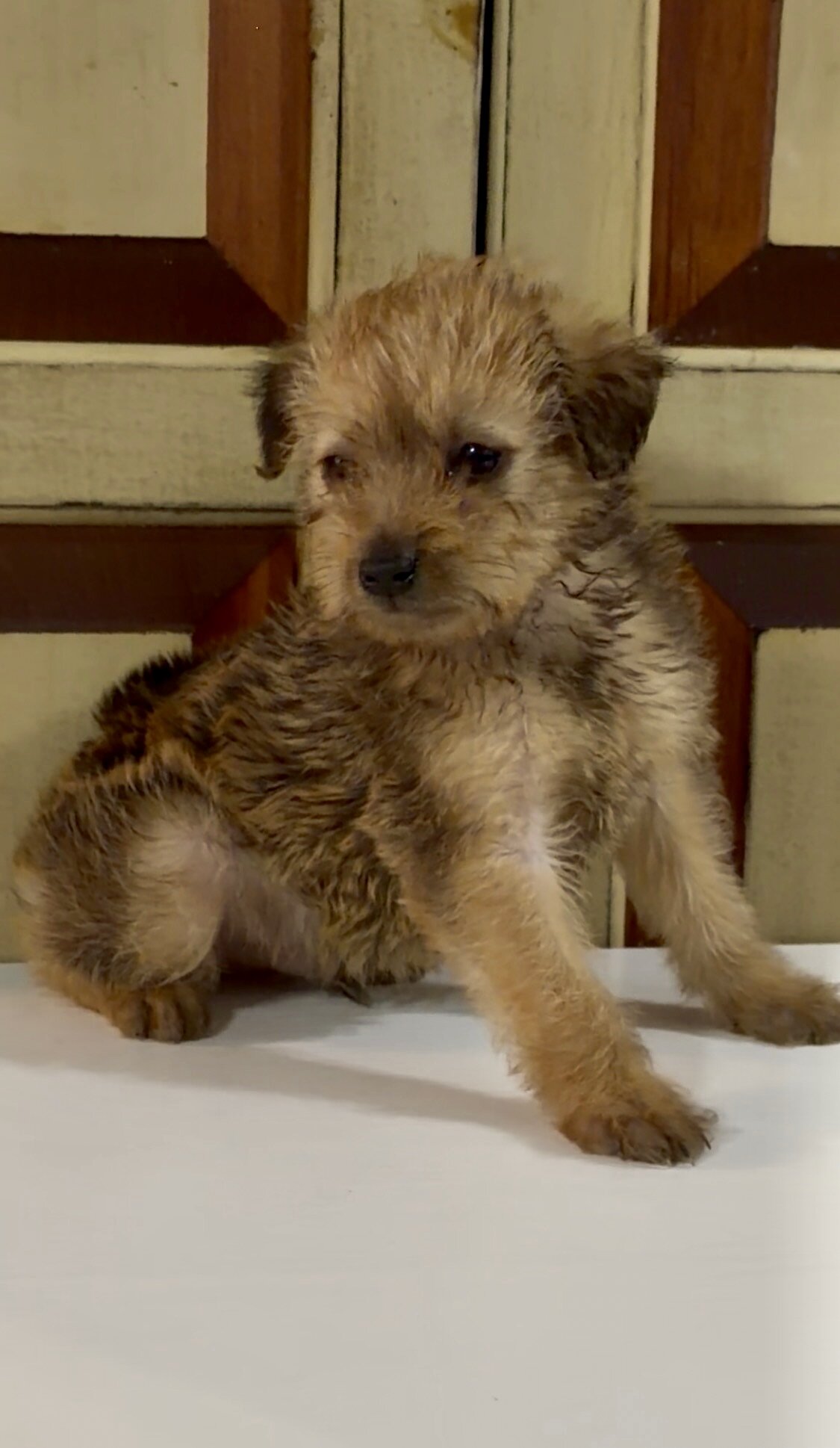 Meet Mr. Charles Pinny Poos - Toy Poodle x Min Pin image 2