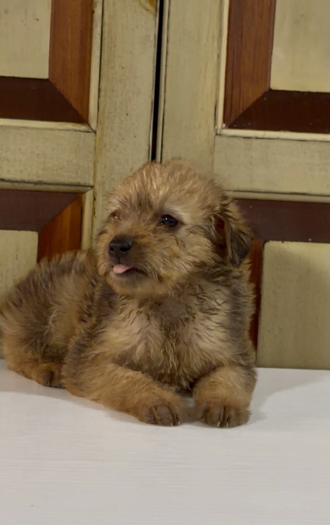 Meet Mr. Charles Pinny Poos - Toy Poodle x Min Pin image 3
