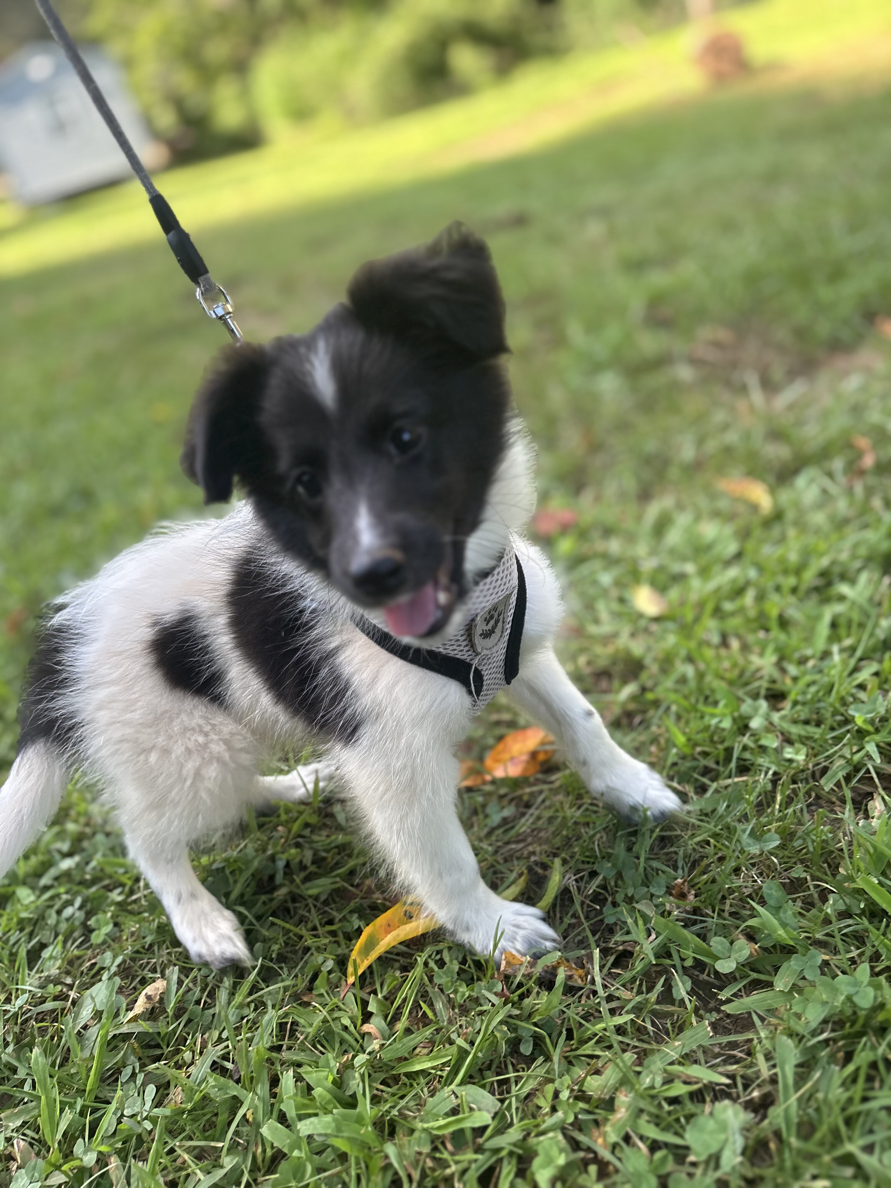 Shetland sheepdogs full AKC image 1