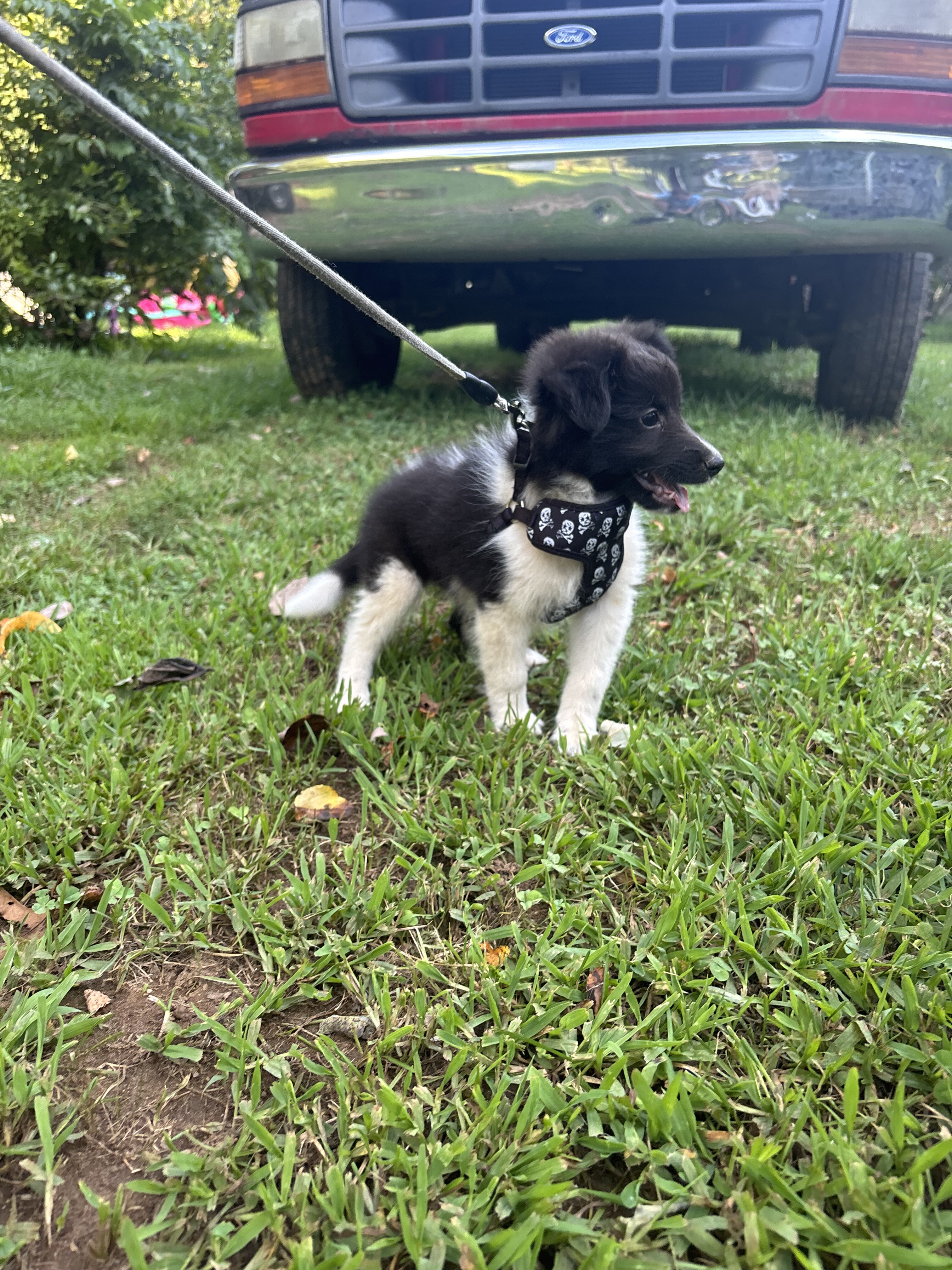 Shetland sheepdogs full AKC image 4