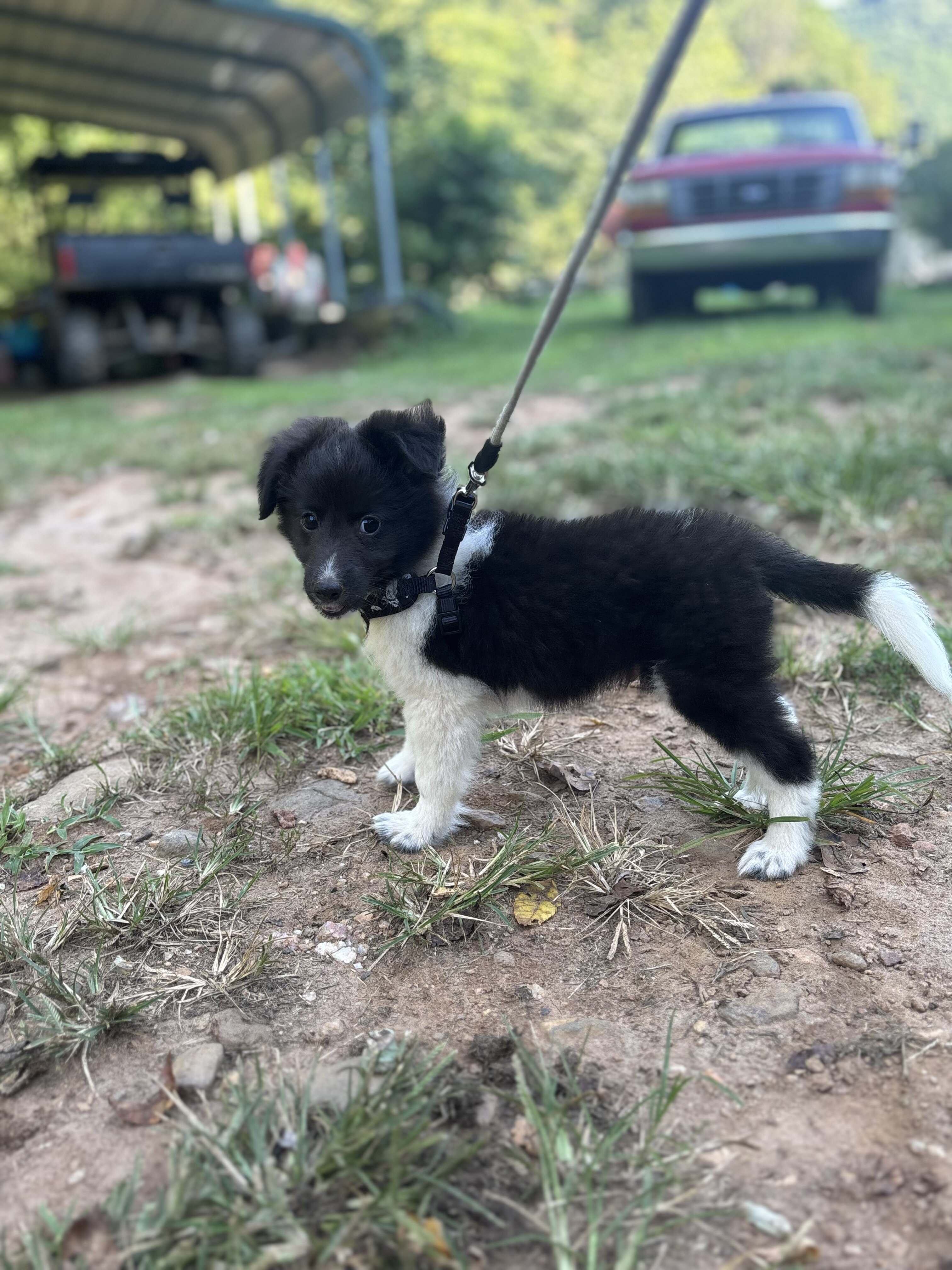 Shetland sheepdogs full AKC image 10