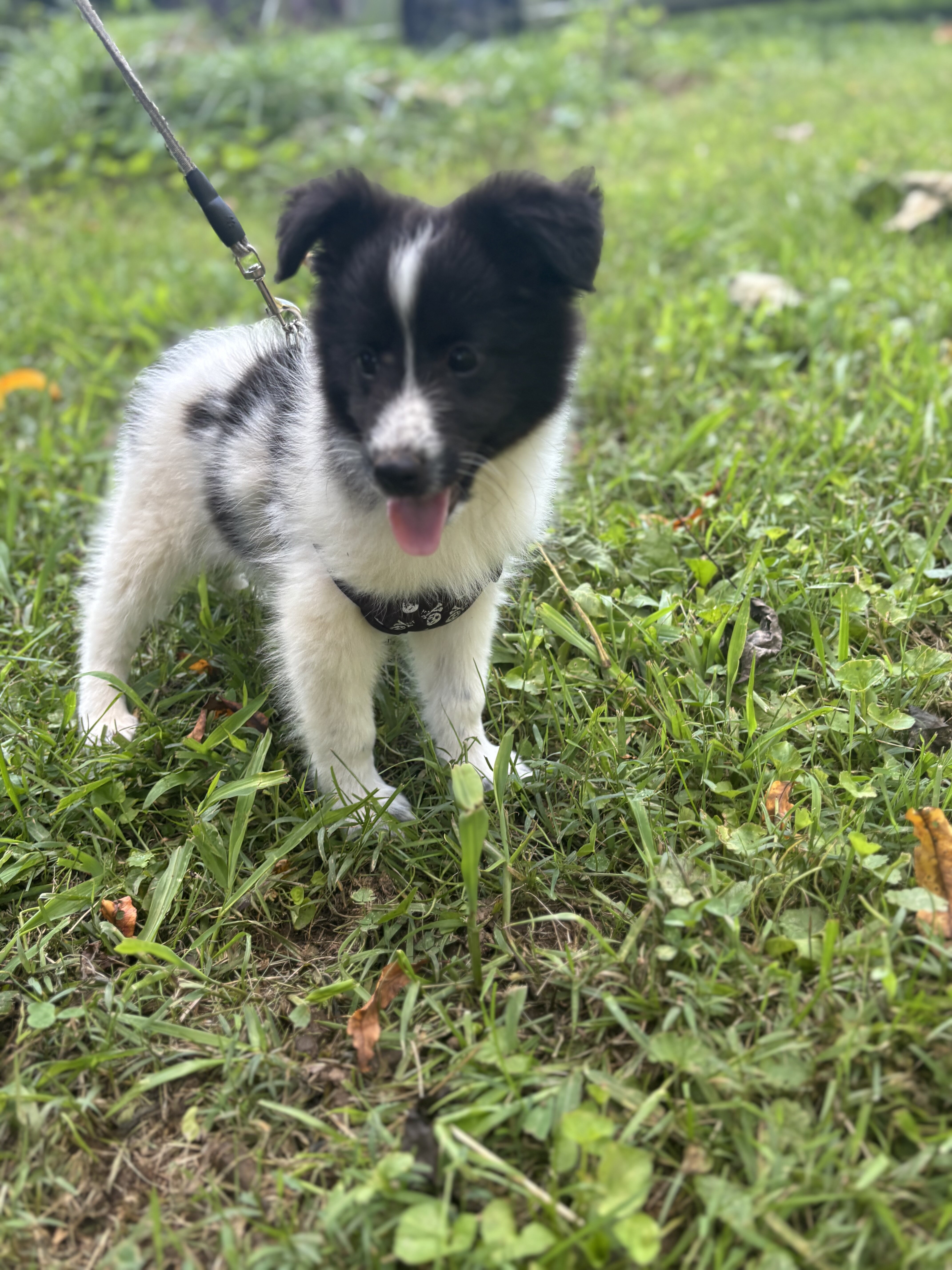 Shetland sheepdogs full AKC image 5