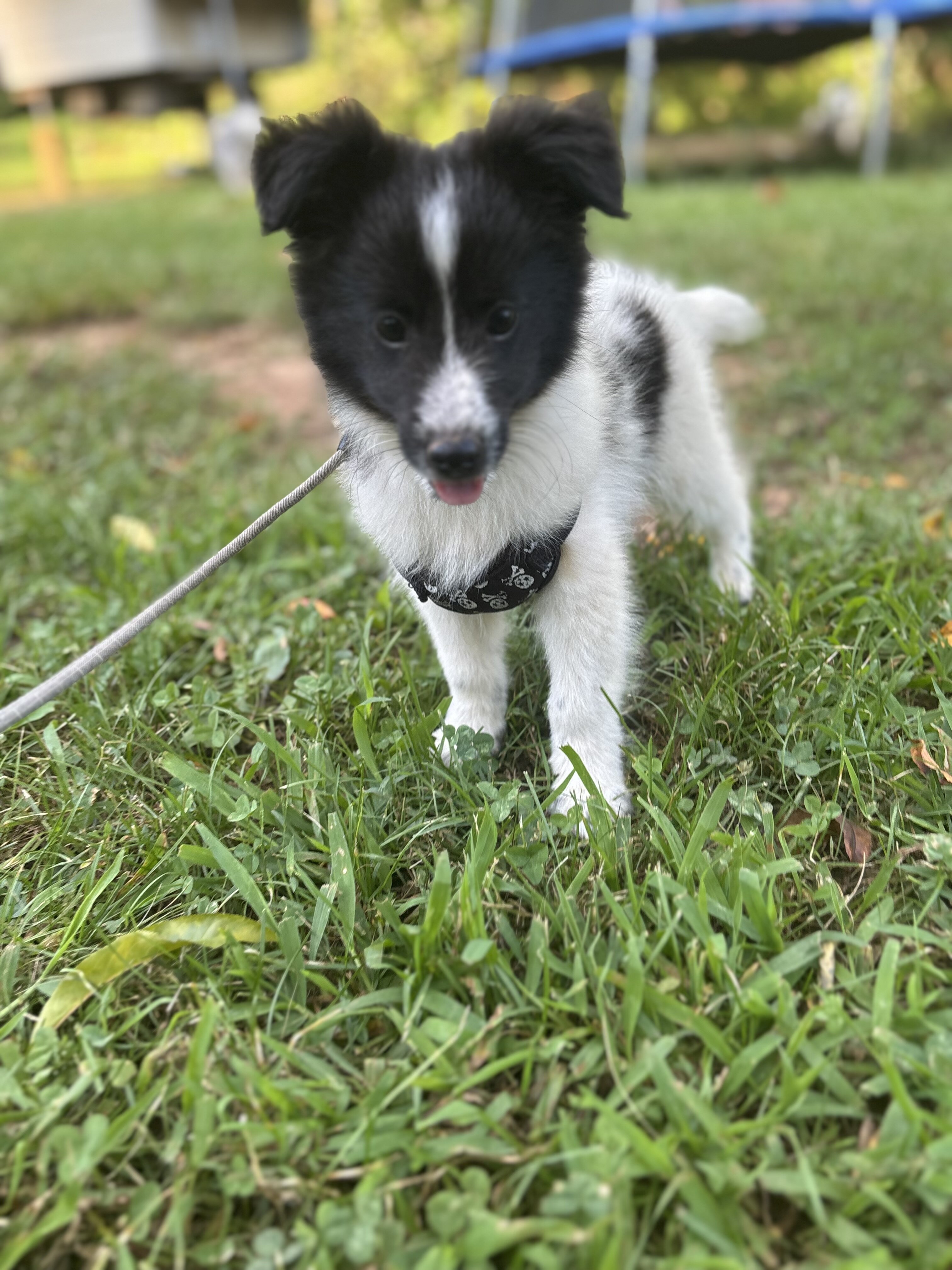 Shetland sheepdogs full AKC image 9