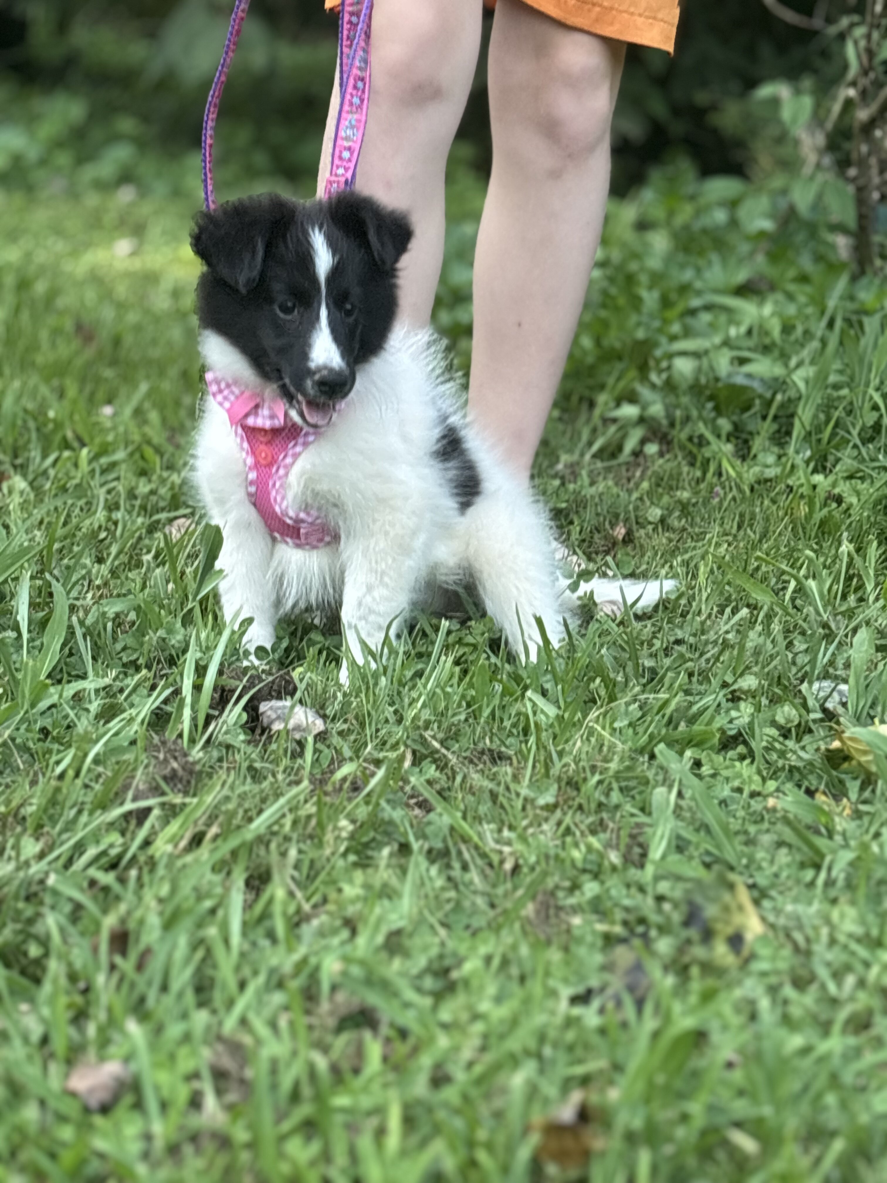 Shetland sheepdogs full AKC image 6