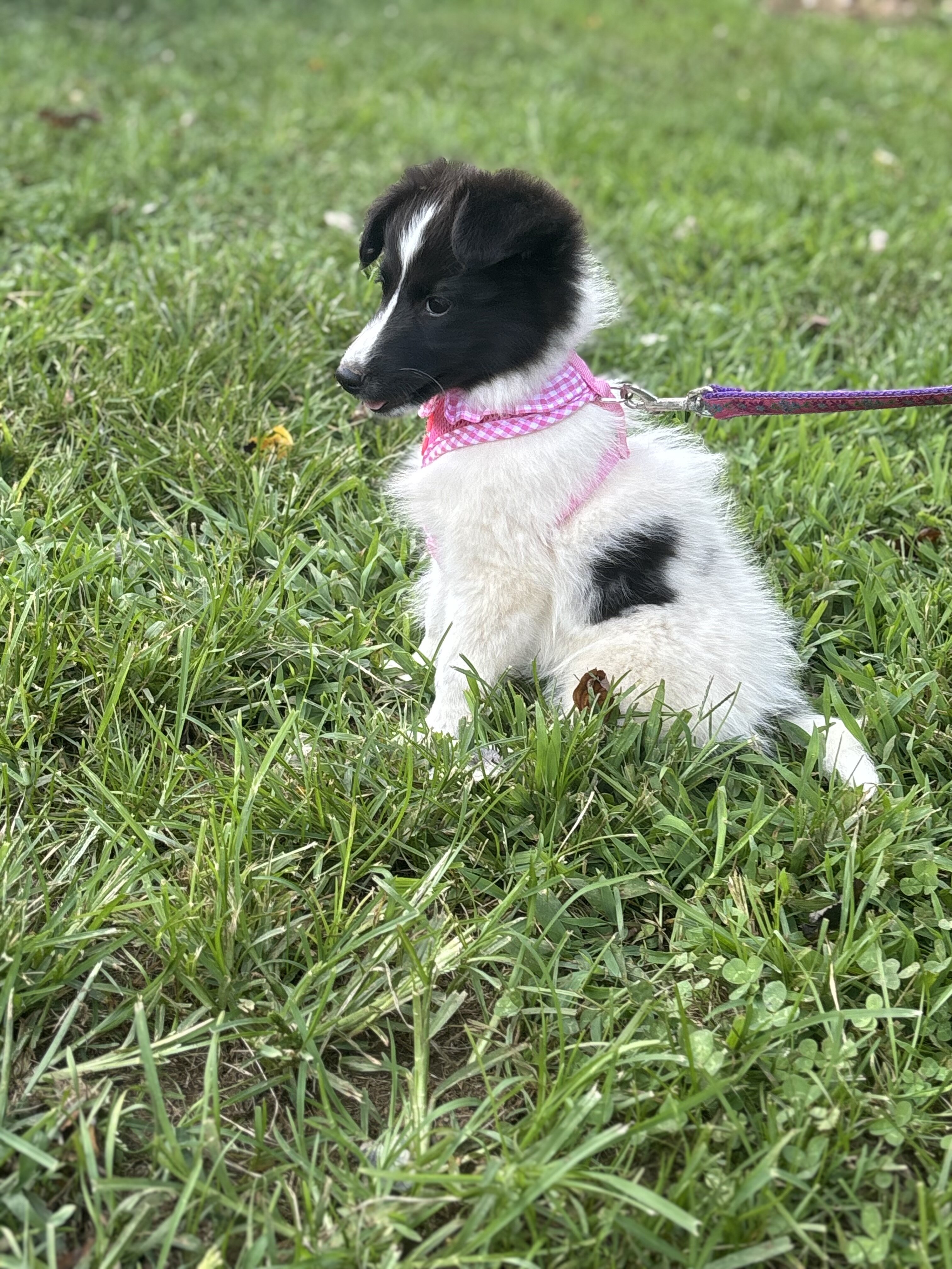 Shetland sheepdogs full AKC image 8