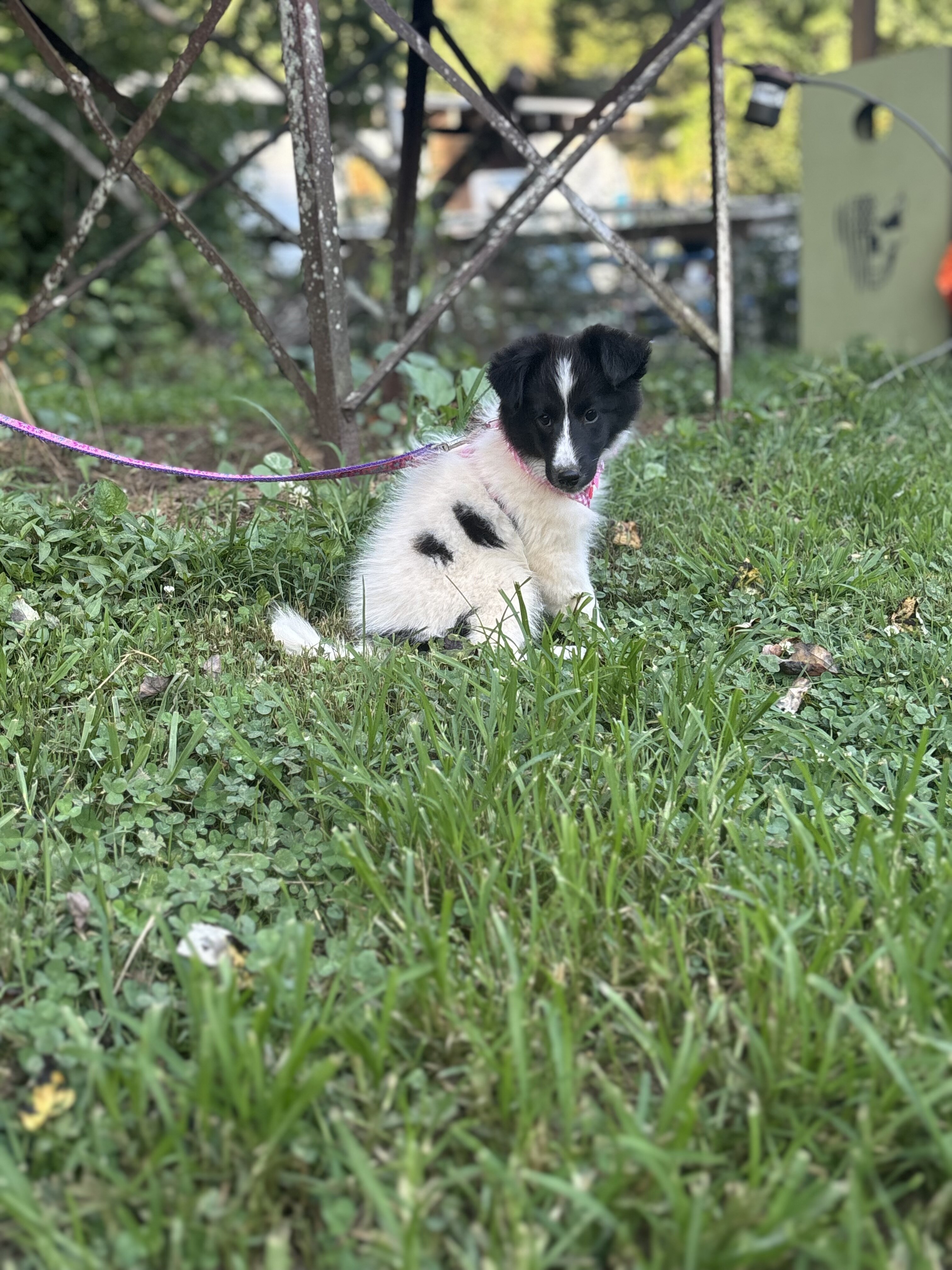 Shetland sheepdogs full AKC image 7