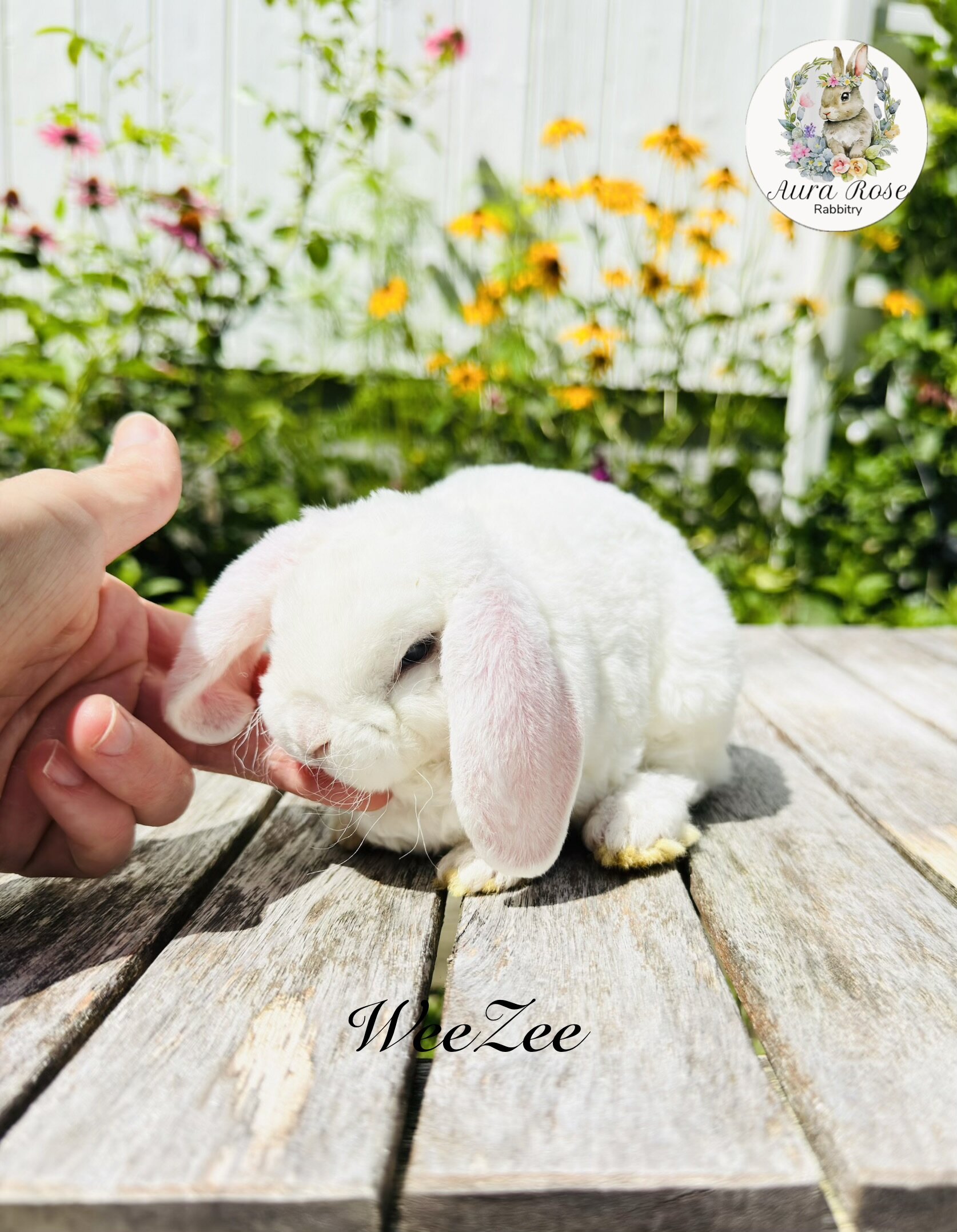 European Mini Plush Lops image 3