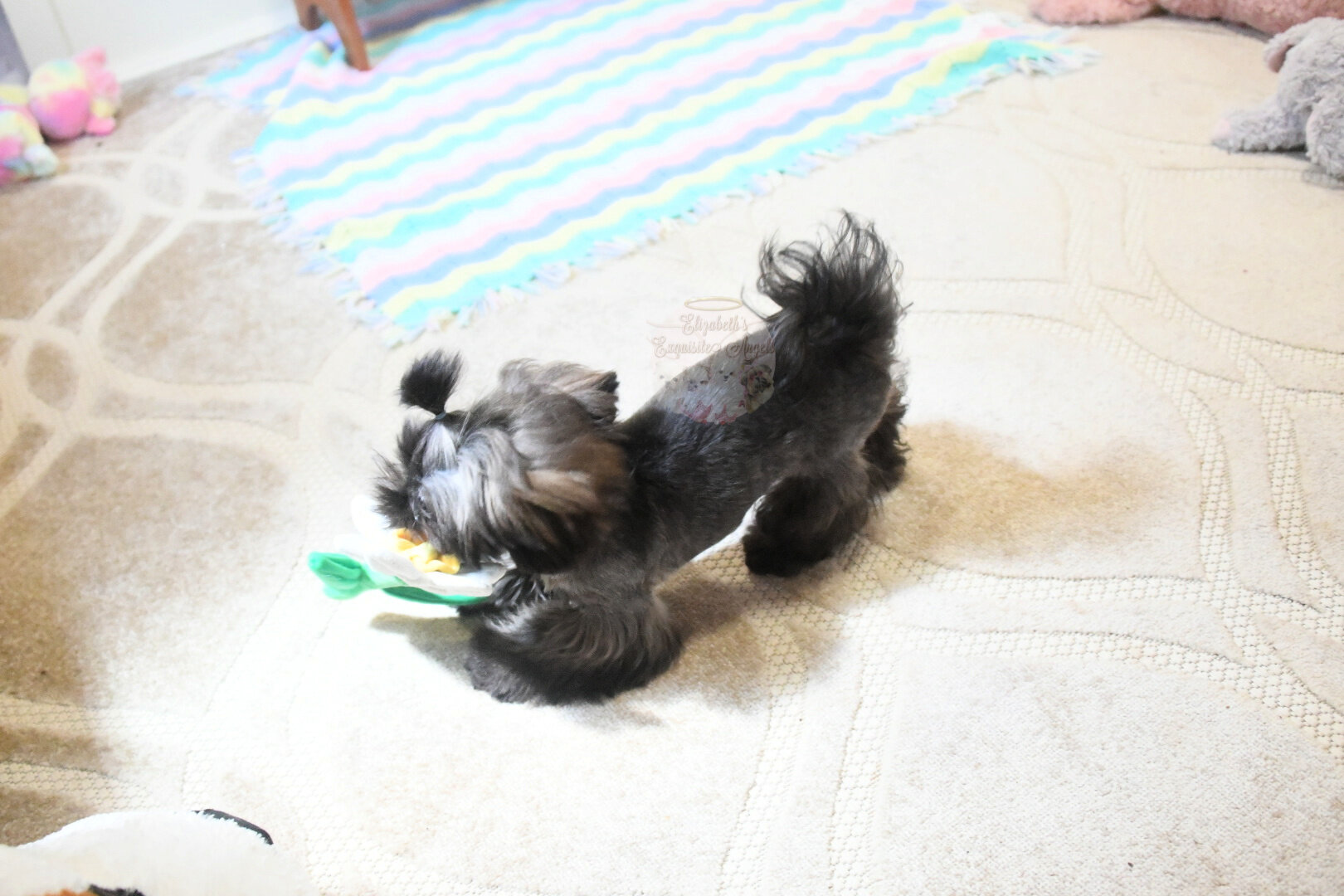 Stunning Shih-Tzu Boy, Sage image 7