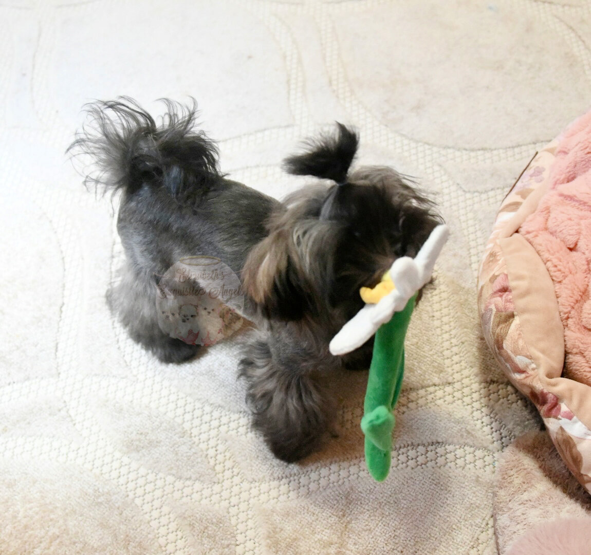 Stunning Shih-Tzu Boy, Sage image 3