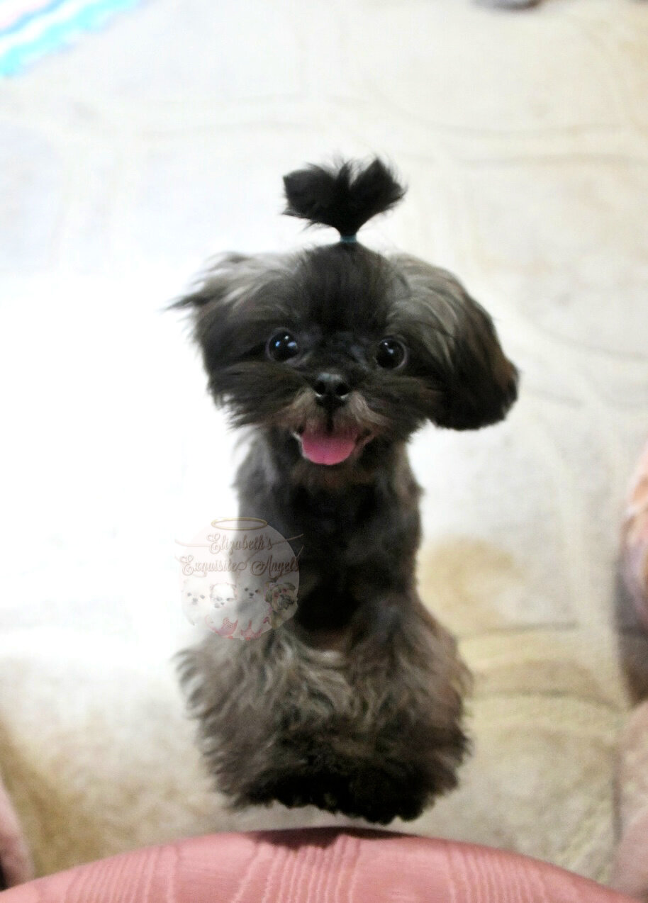 Stunning Shih-Tzu Boy, Sage image 5