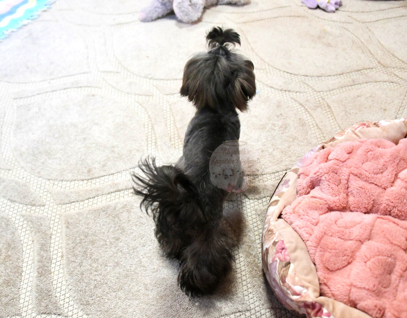 Stunning Shih-Tzu Boy, Sage image 8