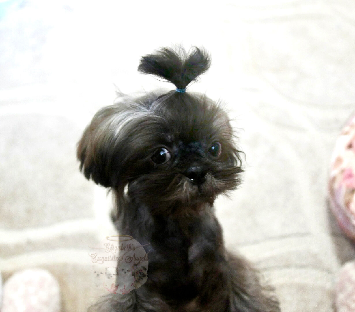 Stunning Shih-Tzu Boy, Sage image 1