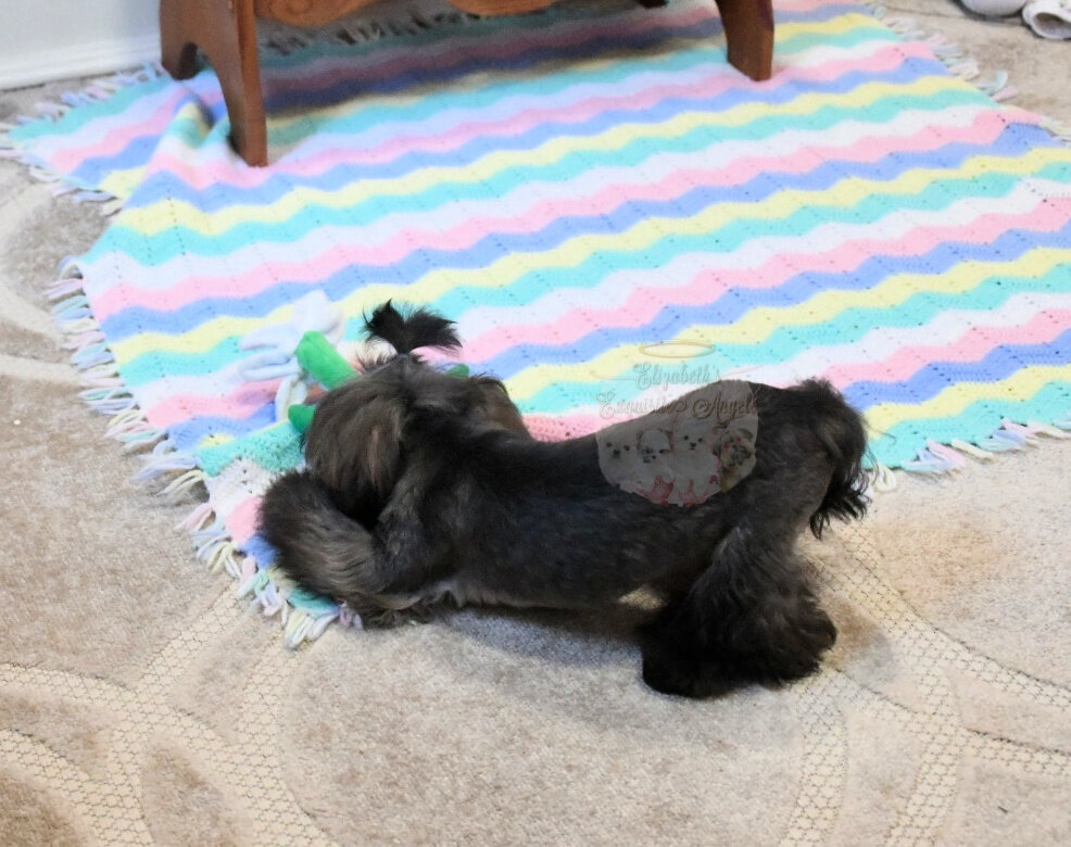 Stunning Shih-Tzu Boy, Sage image 10