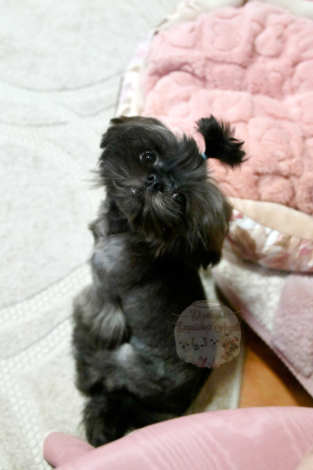 Stunning Shih-Tzu Boy, Sage image 2