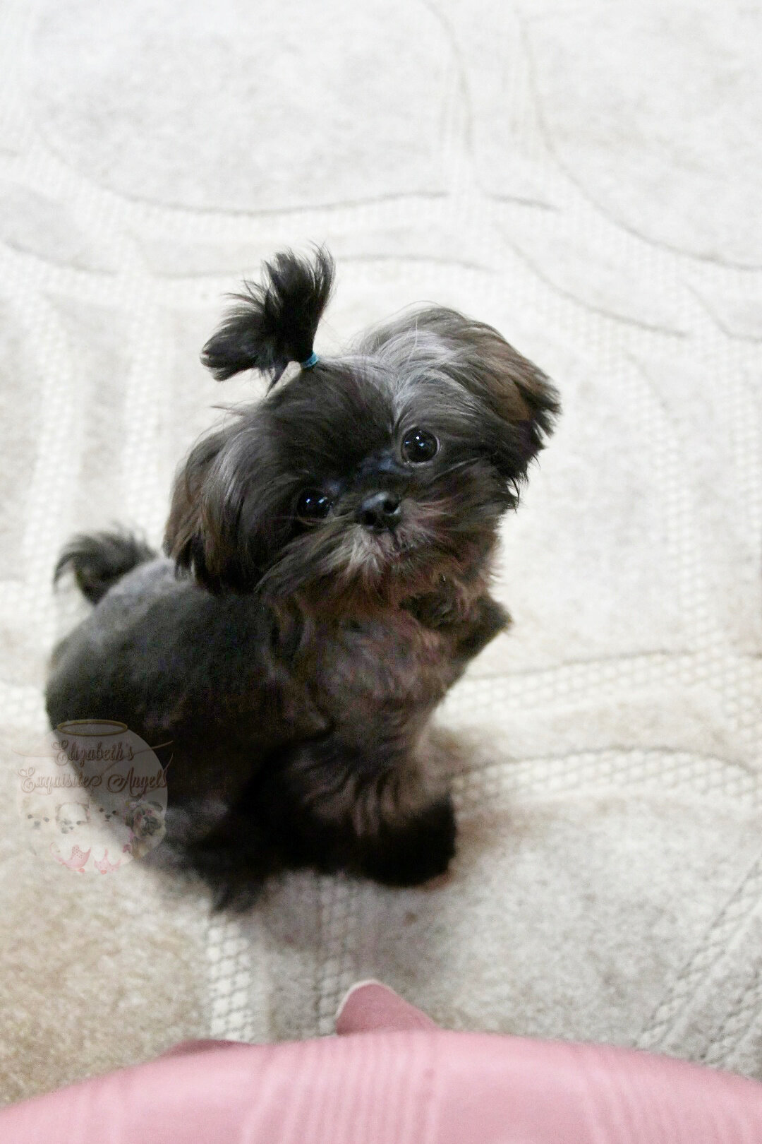 Stunning Shih-Tzu Boy, Sage image 6