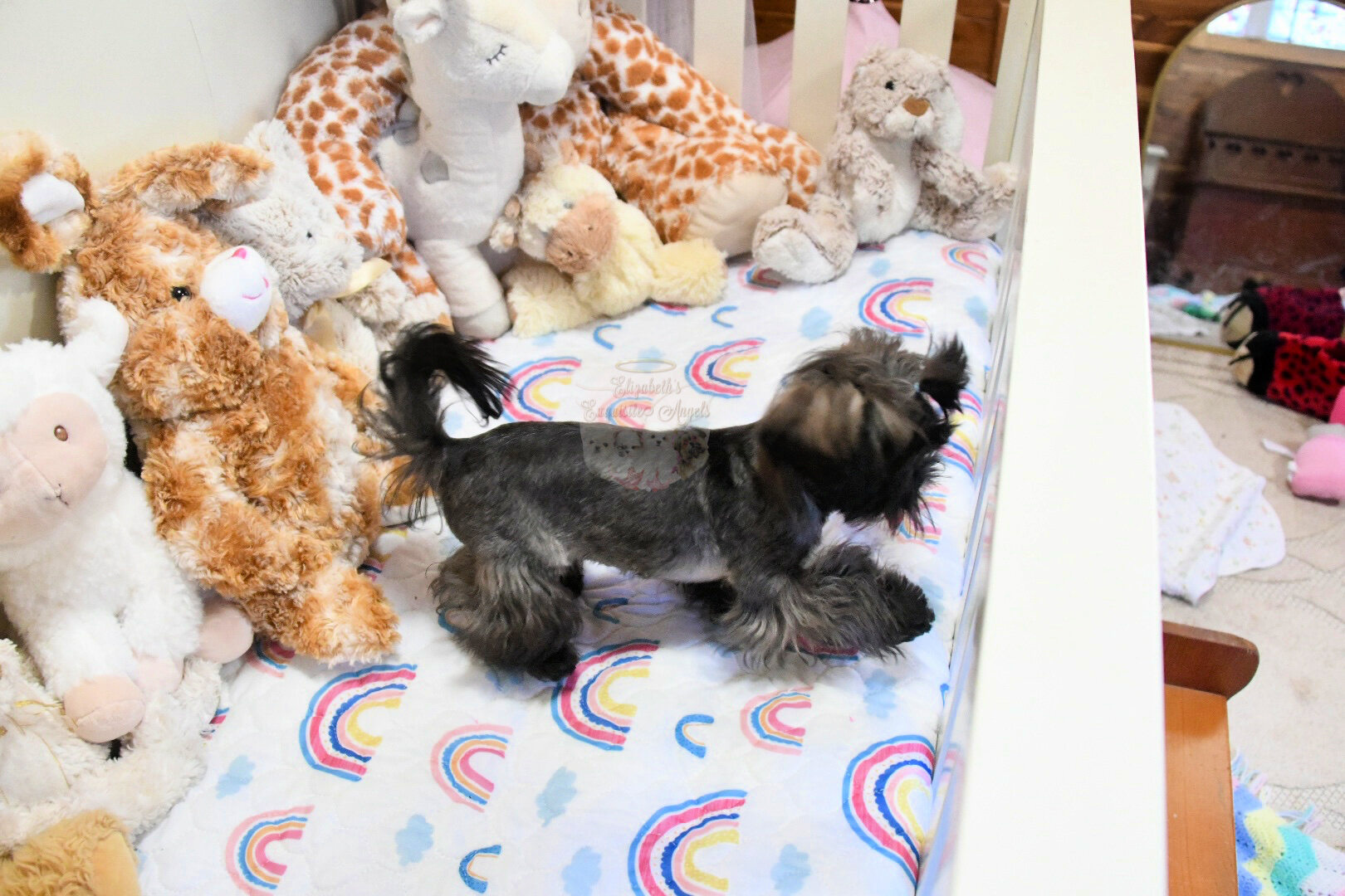 Stunning Shih-Tzu Boy, Sage image 9