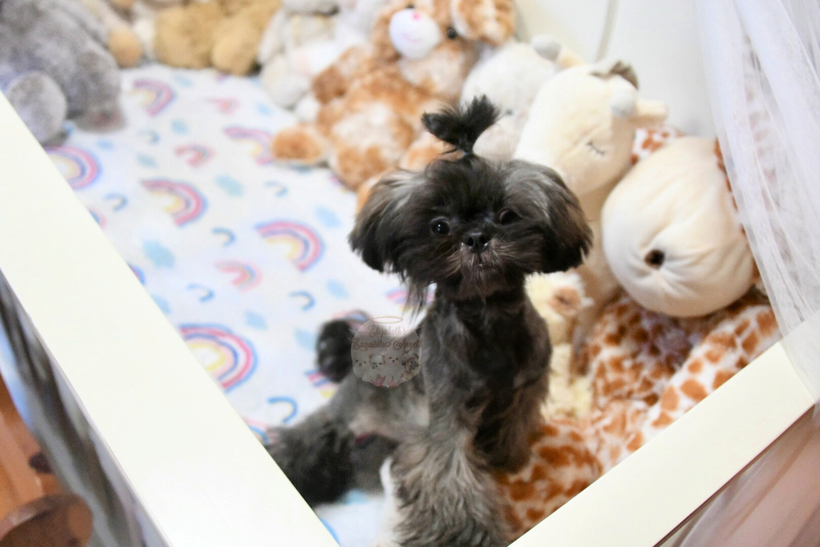 Stunning Shih-Tzu Boy, Sage image 4