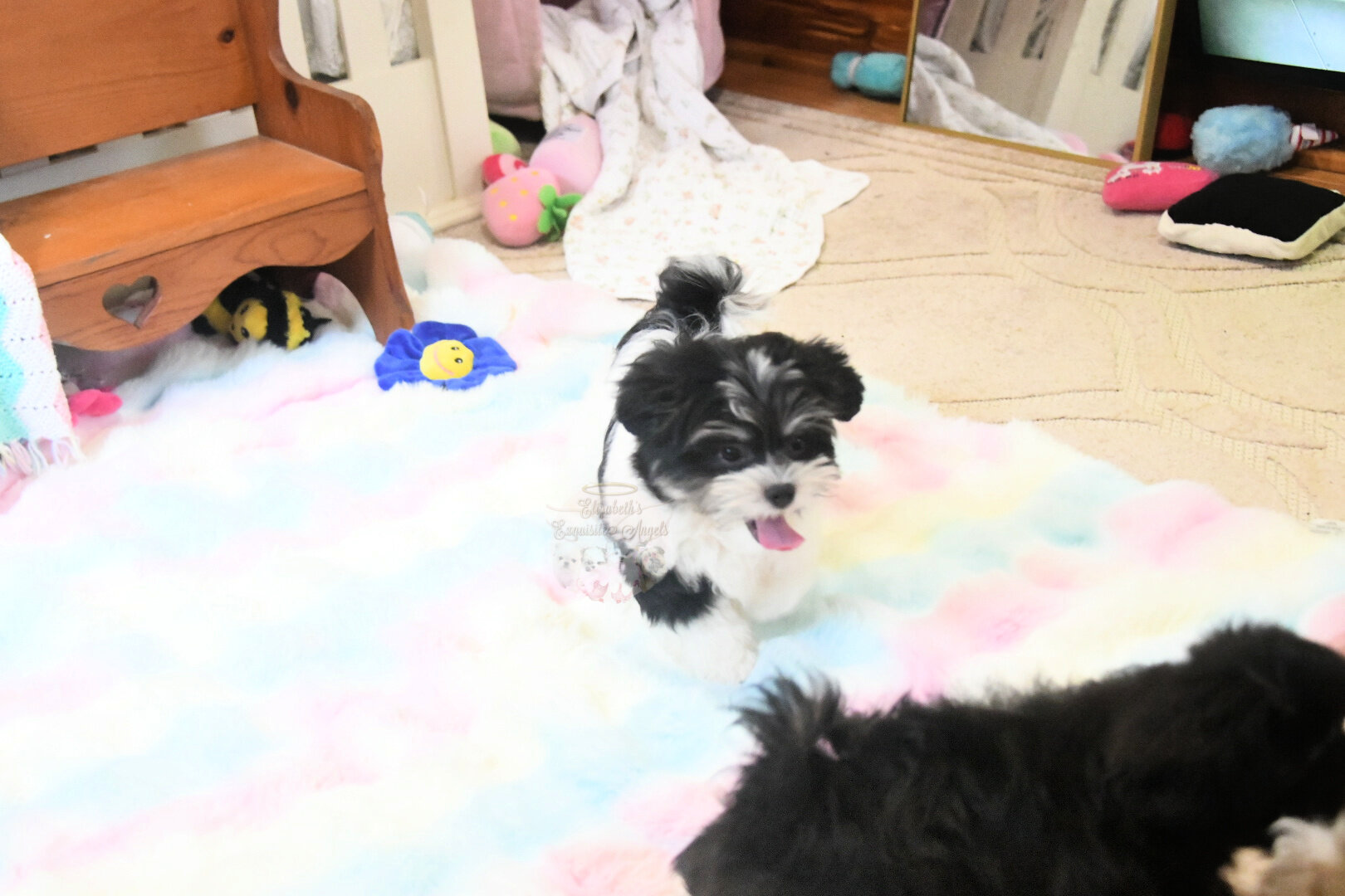Beautiful Designer Boy, Non-Shedding image 9