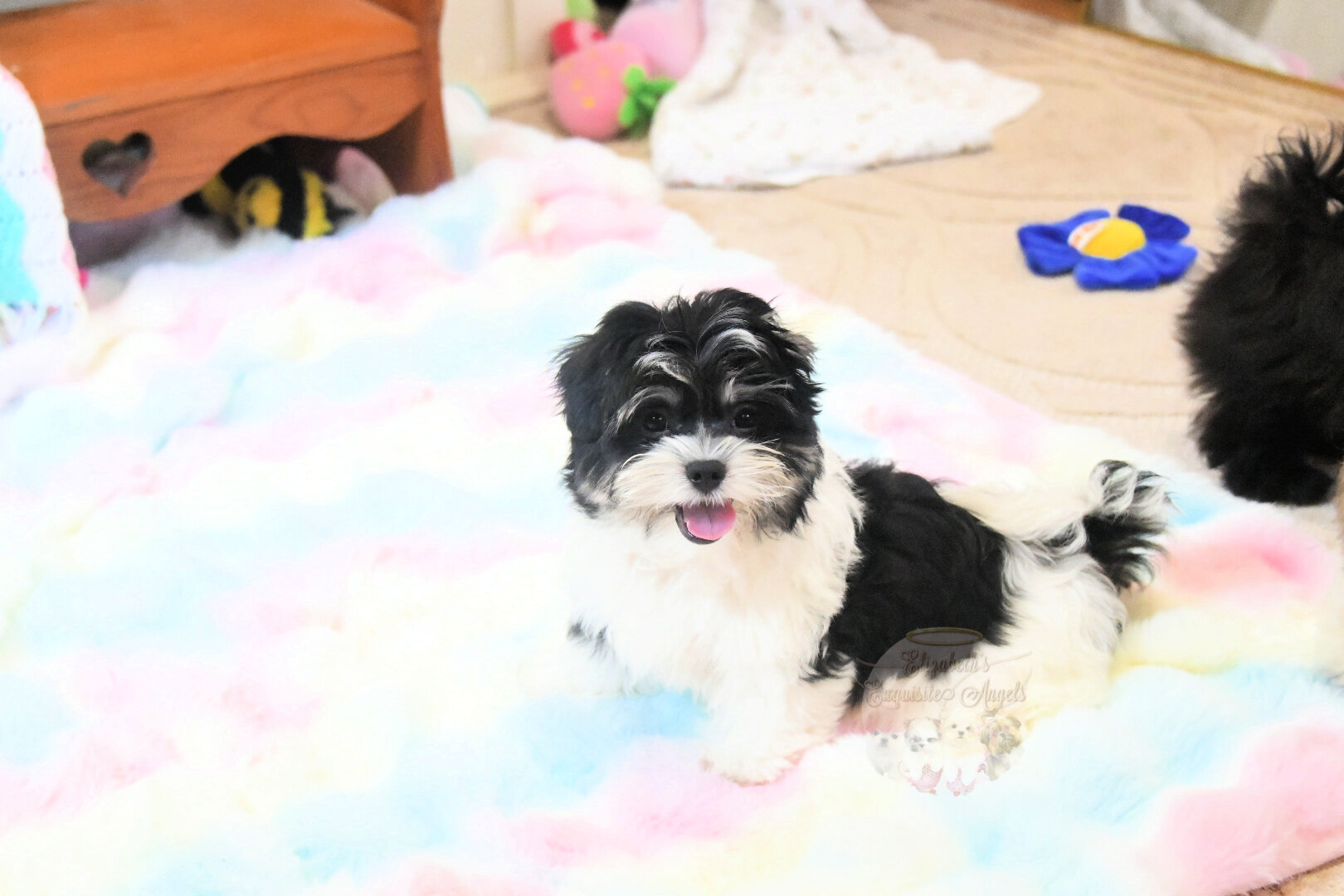 Beautiful Designer Boy, Non-Shedding image 8