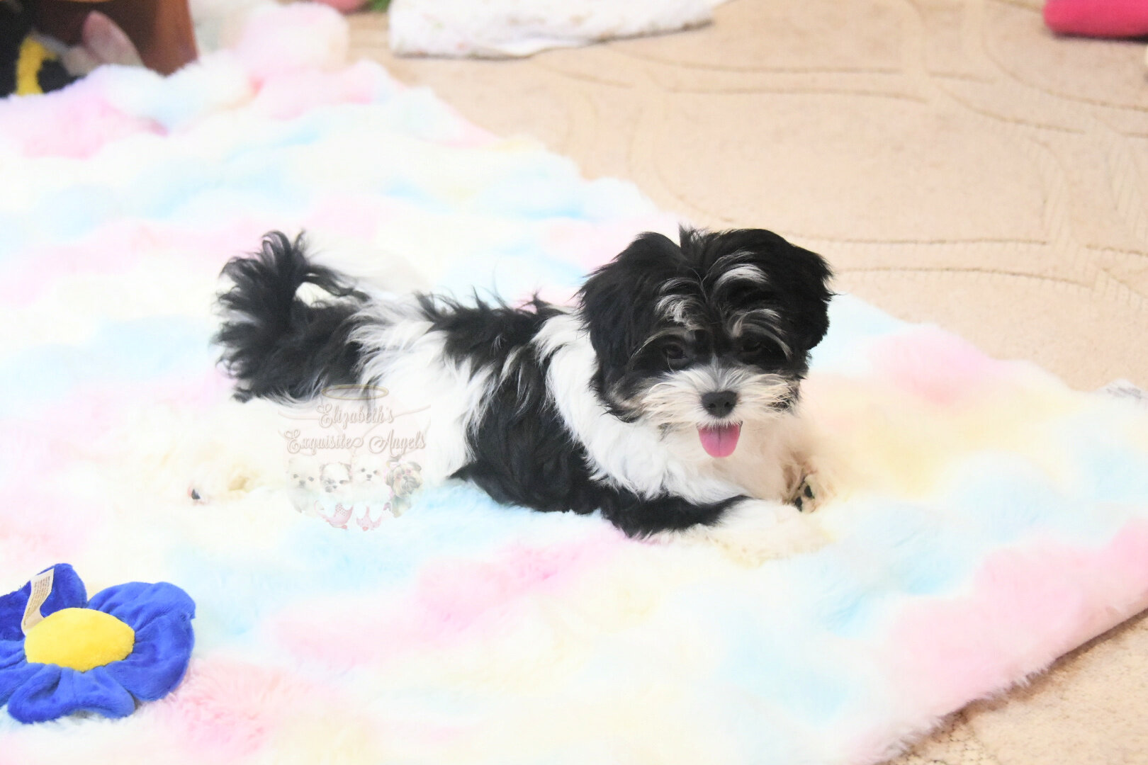 Beautiful Designer Boy, Non-Shedding image 7