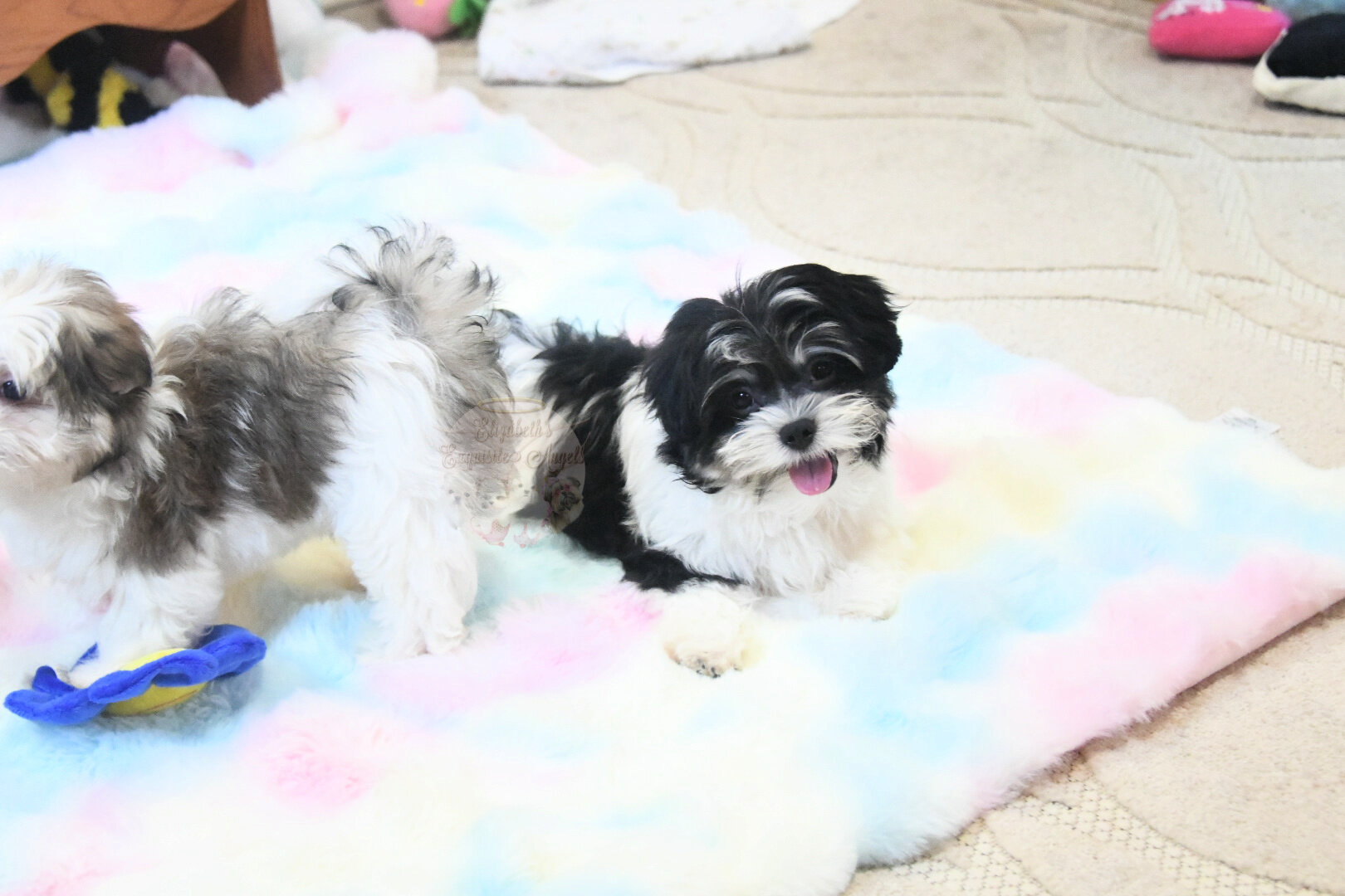 Beautiful Designer Boy, Non-Shedding image 6