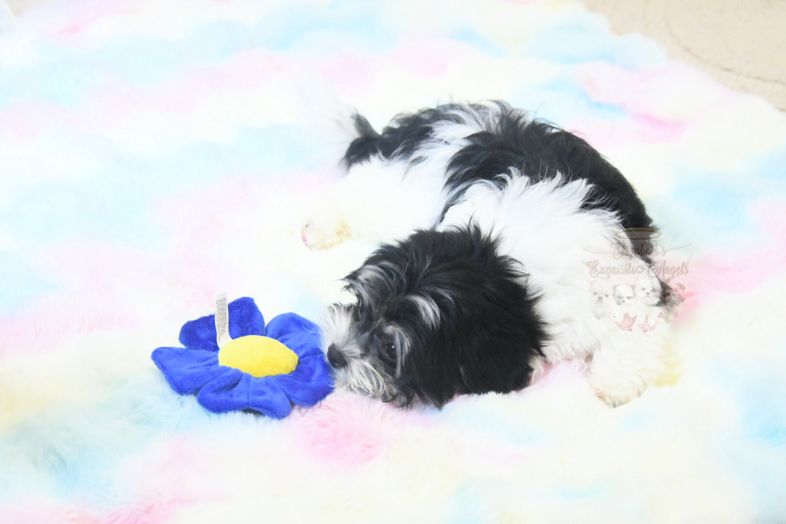 Beautiful Designer Boy, Non-Shedding image 5