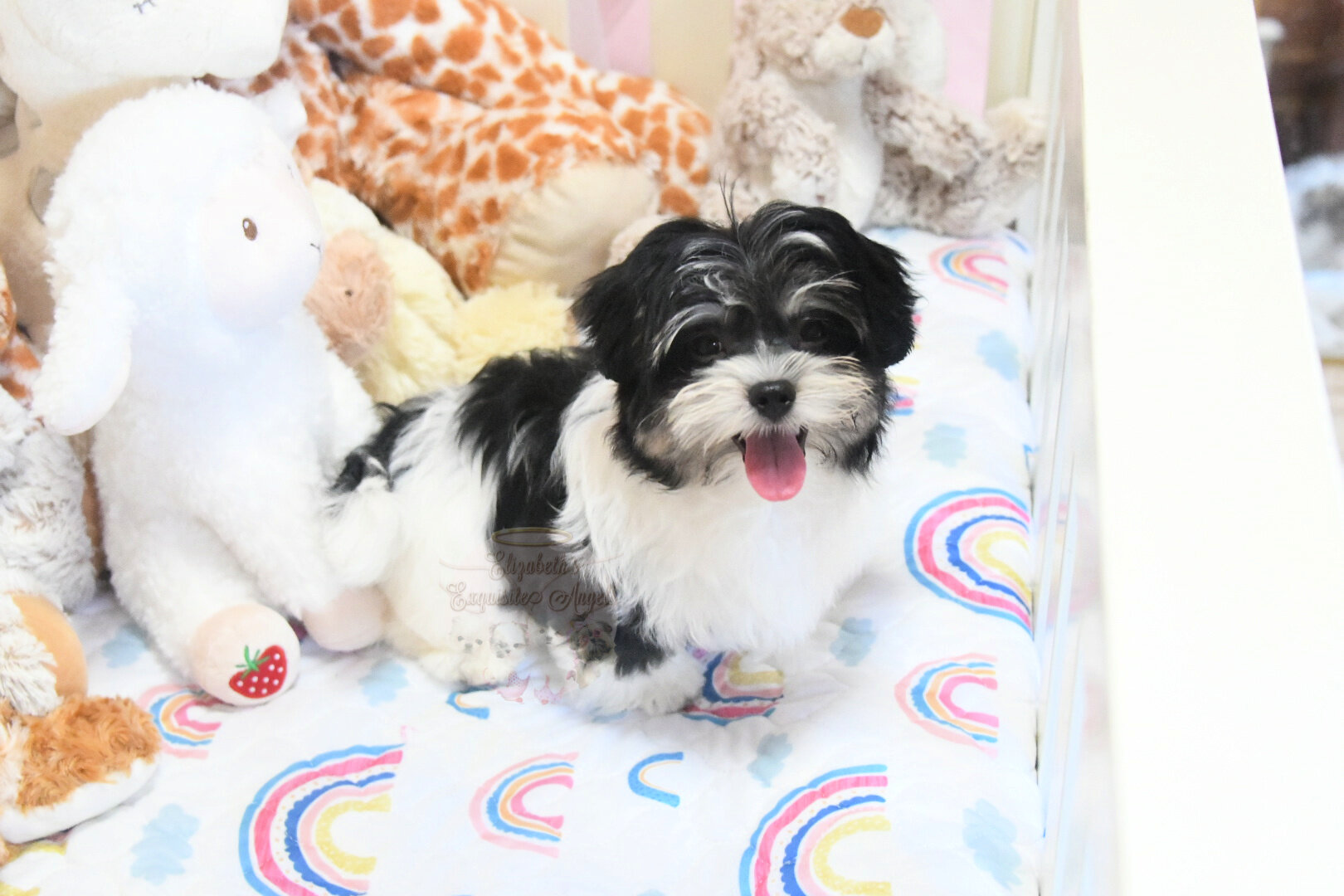 Beautiful Designer Boy, Non-Shedding image 10