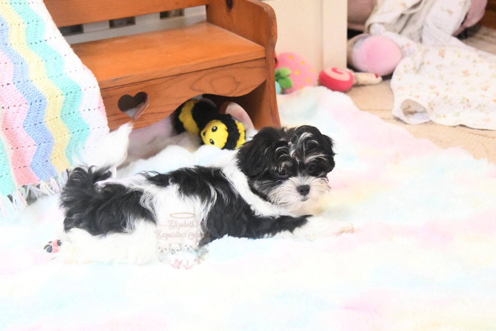 Beautiful Designer Boy, Non-Shedding image 4