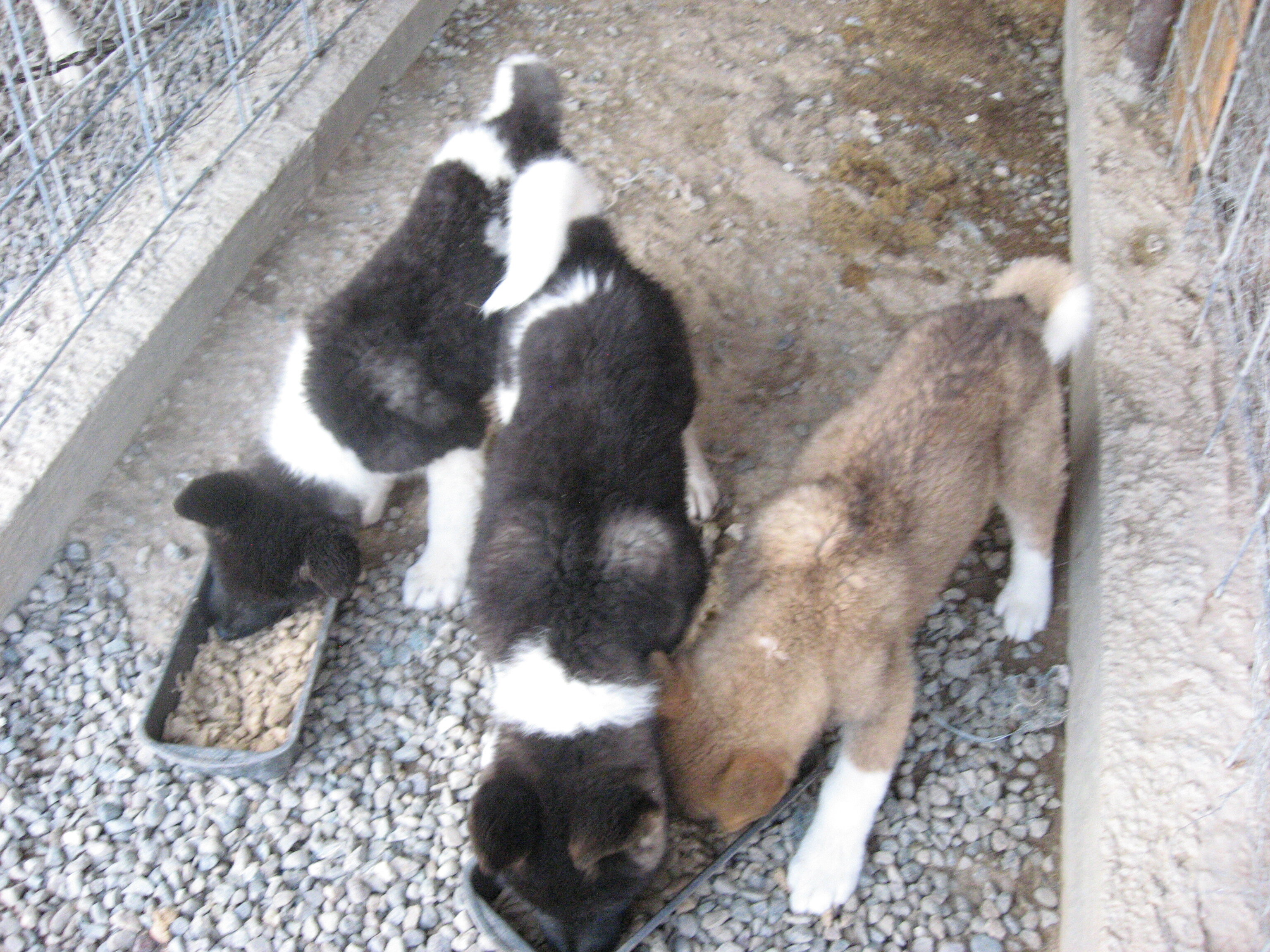 Akita Puppies image 3