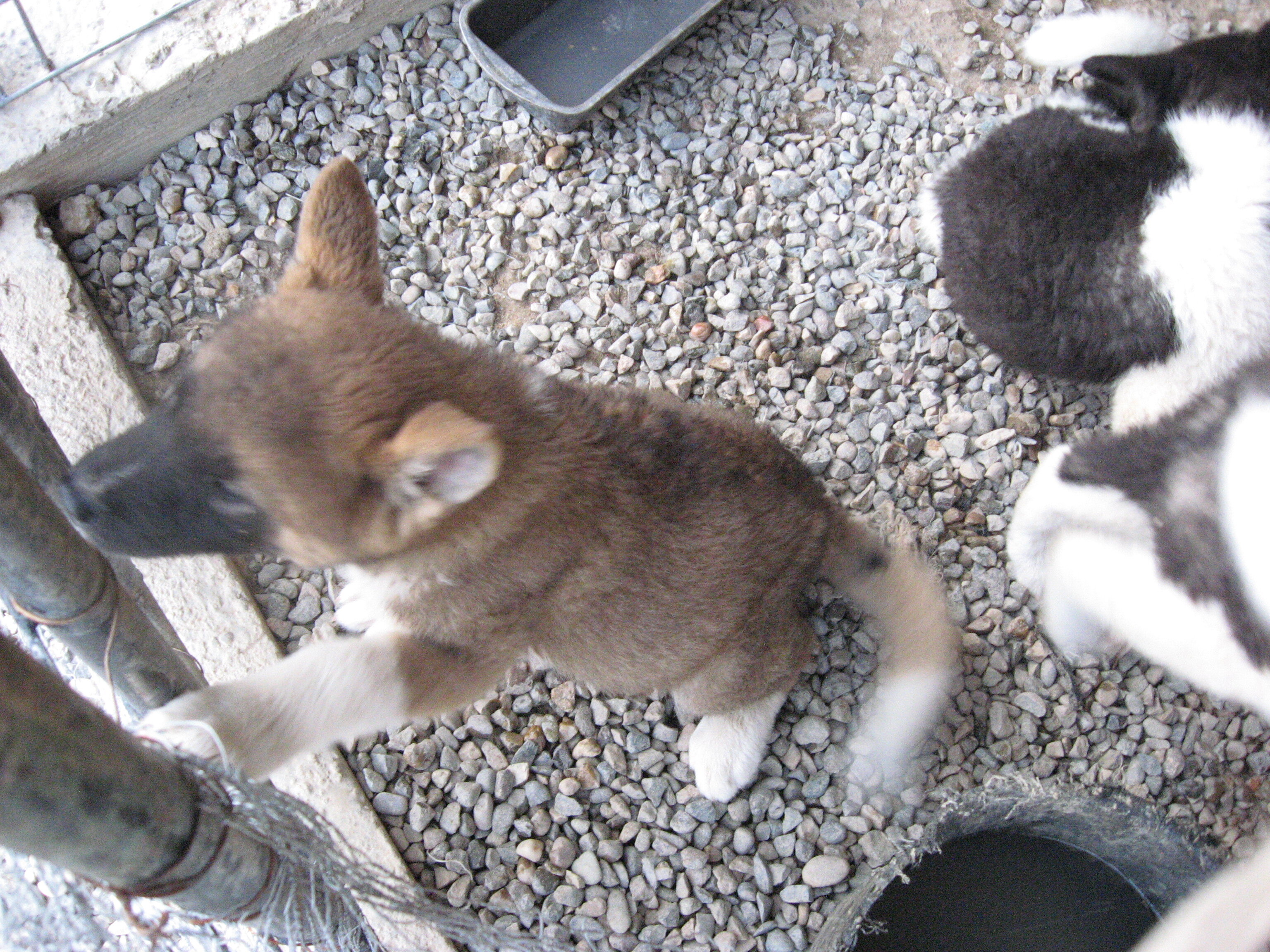 Akita Puppies image 2