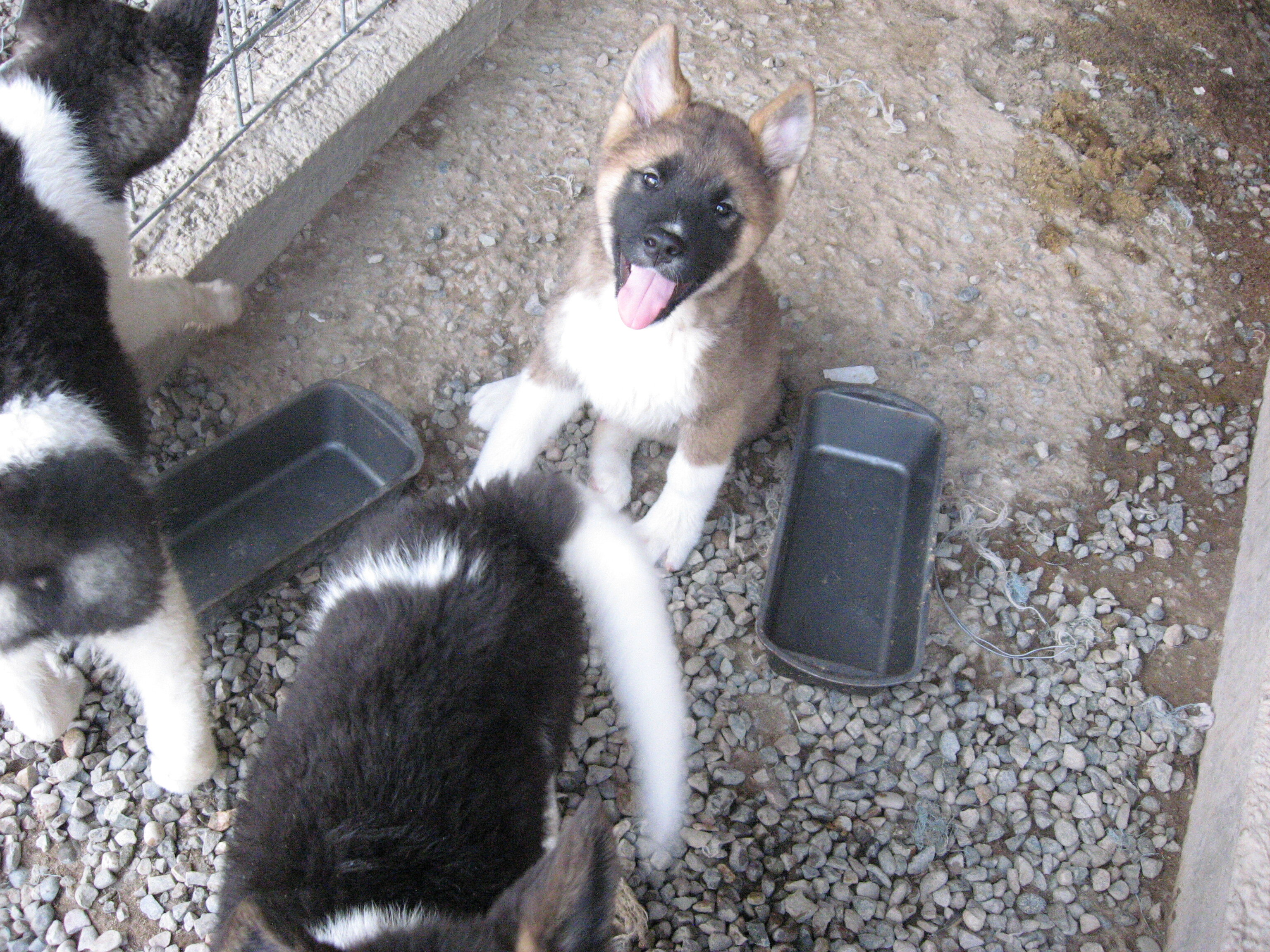 Akita Puppies image 1
